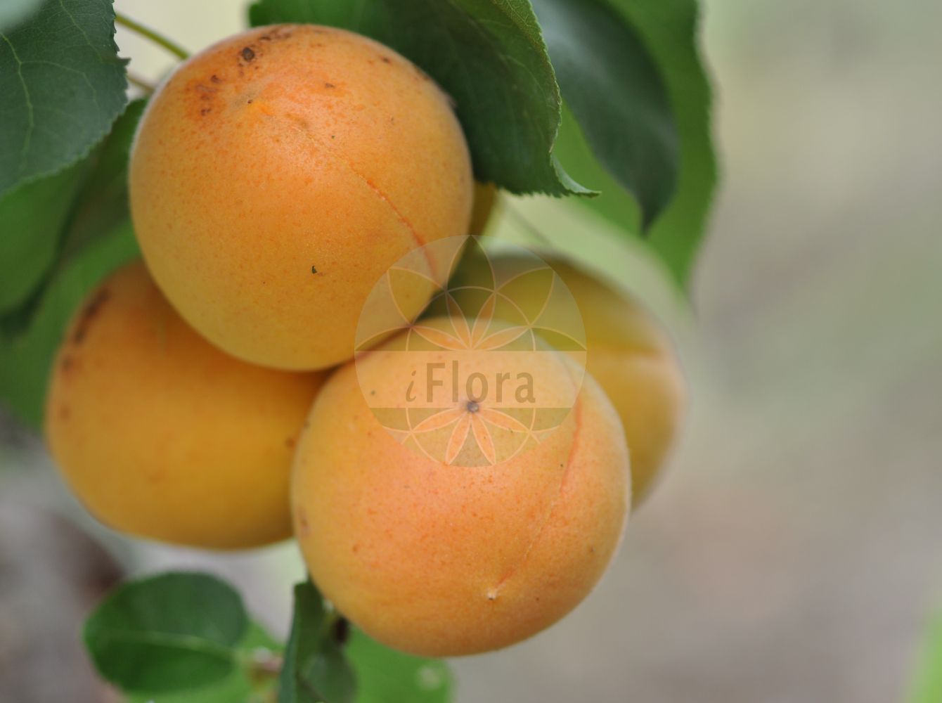 Foto von Prunus armeniaca (Kultur-Aprikose - Apricot). Das Foto wurde in Meran, Südtirol, Italien aufgenommen. ---- Photo of Prunus armeniaca (Kultur-Aprikose - Apricot). The picture was taken in Meran, South-Tyrol, Italy.(Prunus armeniaca,Kultur-Aprikose,Apricot,Armeniaca vulgaris,Prunus armeniaca,Kultur-Aprikose,Aprikose,Marille,Apricot,Prunus,Kirsche,Plum,Rosaceae,Rosengewächse,Rose family)
