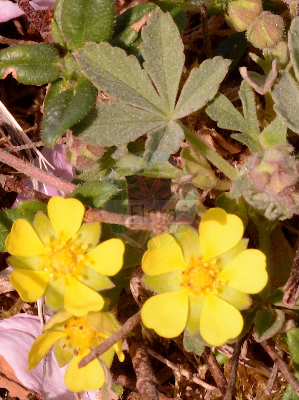 Foto von Potentilla incana (Sand-Fingerkraut - Ashy Cinquefoil). Das Foto wurde in Mainz, Rheinland-Pfalz, Deutschland aufgenommen. ---- Photo of Potentilla incana (Sand-Fingerkraut - Ashy Cinquefoil). The picture was taken in Mainz, Rhineland-Palatinate, Germany.(Potentilla incana,Sand-Fingerkraut,Ashy Cinquefoil,Potentilla incana,Potentilla maculata,Potentilla stellulata,Potentilla verna subsp. incana,Sand-Fingerkraut,Ashy Cinquefoil,Grey Cinquefoil,Potentilla,Fingerkraut,Cinquefoil,Rosaceae,Rosengewächse,Rose family)