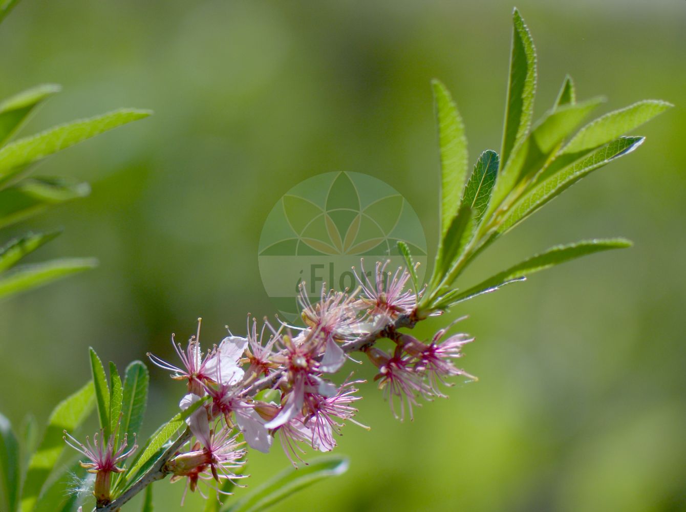 Foto von Prunus tenella (Zwerg-Mandel - Russian Dwarf Almond). Das Foto wurde in München, Bayern, Deutschland aufgenommen. ---- Photo of Prunus tenella (Zwerg-Mandel - Russian Dwarf Almond). The picture was taken in Munich, Bavaria, Germany.(Prunus tenella,Zwerg-Mandel,Russian Dwarf Almond,Amygdalus georgica,Amygdalus nana,Prunus nana,Prunus tenella,Zwerg-Mandel,Russian Dwarf Almond,Dwarf Russian Almond,Prunus,Kirsche,Plum,Rosaceae,Rosengewächse,Rose family)