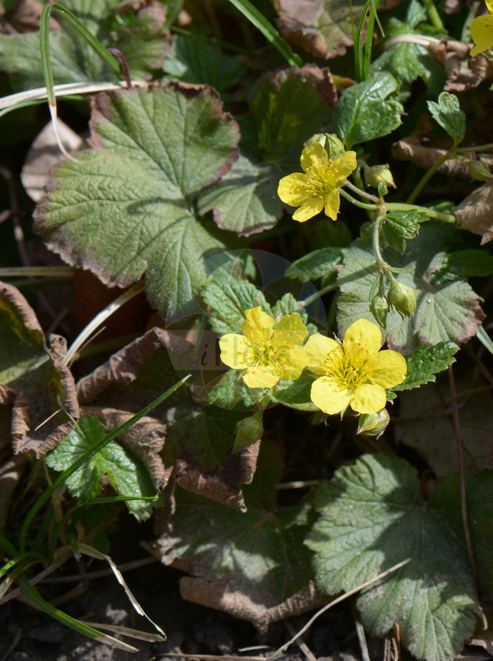 Foto von Waldsteinia geoides (Gelapptblättrige Golderdbeere). Das Foto wurde in Freiburg, Baden-Württemberg, Deutschland aufgenommen. ---- Photo of Waldsteinia geoides (Gelapptblättrige Golderdbeere). The picture was taken in Freiburg, Baden-Wuerttemberg, Germany.(Waldsteinia geoides,Gelapptblättrige Golderdbeere,Geum waldsteinia,Geum waldsteiniae,Waldsteinia geoides,Gelapptblaettrige Golderdbeere,Waldsteinia,Golderdbeere,Barren Strawberry,Rosaceae,Rosengewächse,Rose family)