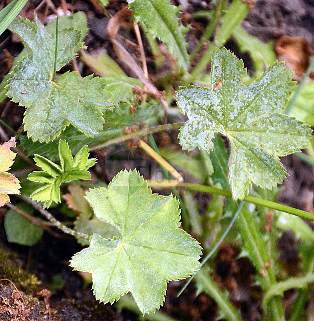 Foto von Alchemilla subcrenata (Stumpfzähniger Frauenmantel - Broadtooth Lady's Mantle). Das Foto wurde in Dresden, Sachsen, Deutschland aufgenommen. ---- Photo of Alchemilla subcrenata (Stumpfzähniger Frauenmantel - Broadtooth Lady's Mantle). The picture was taken in Dresden, Sachsen, Germany.(Alchemilla subcrenata,Stumpfzähniger Frauenmantel,Broadtooth Lady's Mantle,Alchemilla subcrenata,Alchemilla submamillata,Alchemilla tatricola,Alchemilla triformiloba,Alchemilla vulgaris subsp. subcrenata,Stumpfzaehniger Frauenmantel,Broadtooth Lady's Mantle,Alchemilla,Frauenmantel,Lady's Mantle,Rosaceae,Rosengewächse,Rose family)