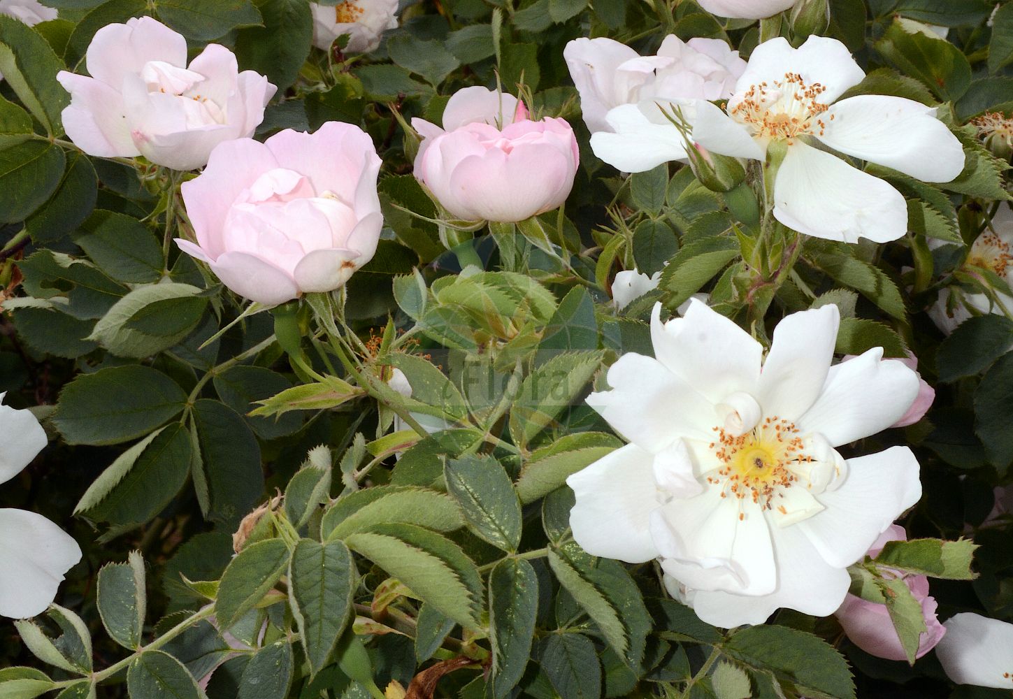 Foto von Rosa corymbifera (Hecken-Rose - Round-leaved Dog-Rose). Das Foto wurde in Sangerhausen, Mansfeld-Südharz, Sachsen-Anhalt, Deutschland aufgenommen. ---- Photo of Rosa corymbifera (Hecken-Rose - Round-leaved Dog-Rose). The picture was taken in Sangerhausen, Mansfeld-Suedharz, Saxony-Anhalt, Germany.(Rosa corymbifera,Hecken-Rose,Round-leaved Dog-Rose,Crepinia corymbifera,Crepinia obtusifolia,Crepinia platyphylla,Rosa acanthina,Rosa affinita,Rosa amblyphylla,Rosa annoniana,Rosa borysthenica,Rosa brilonensis,Rosa burnatii,Rosa ciesielskii,Rosa cineracens,Rosa cinerosa,Rosa corymbifera,Rosa deseglisei,Rosa dumetorum,Rosa erythrantha,Rosa eulanceolata,Rosa forsteri,Rosa frutetorum,Rosa gabrielis,Rosa globata,Rosa hemitricha,Rosa hillebrandtii,Rosa hirta,Rosa hispidula,Rosa imitata,Rosa incerta,Rosa jactata,Rosa kalmiussica,Rosa kosopoljanskii,Rosa lanceolata,Rosa lapidosa,Rosa obscura,Rosa obtusifolia,Rosa opaca,Rosa platyphylla,Rosa pyriformis,Rosa rammiorum,Rosa richteri,Rosa rivularis,Rosa schmalhauseniana,Rosa semiglabra,Rosa solstitialis,Rosa sphaerocarpa,Rosa spinetorum,Rosa taurica,Rosa tesquicola,Rosa tortuosa,Rosa trichoidea,Rosa uncinella,Rosa uncinelloides,Rosa urbica,Rosa vaulxiana,Rosa wittmannii,Hecken-Rose,Busch-Rose,Gewoehnliche Hecken-Rose,Round-leaved Dog-Rose,Glaucous Dog Rose,Rosa,Rose,Rose,Rosaceae,Rosengewächse,Rose family)