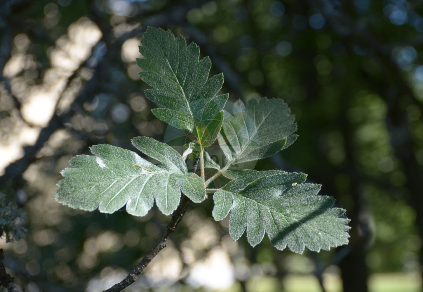 Foto von Sorbus hybrida. Das Foto wurde in Uppsala, Schweden aufgenommen. ---- Photo of Sorbus hybrida. The picture was taken in Uppsala, Sweden.(Sorbus hybrida,Amelanchier hybrida,Aria hybrida,Aria pinnatifida,Azarolus hybrida,Azarolus pinnatifida,Crataegus fennica,Crataegus hybrida,Hahnia pinnatifida,Lazarolus pinnatifida,Pyrus fennica,Pyrus hybrida,Pyrus pinnatifida,Sorbus fennica,Sorbus hybrida,Sorbus,Vogelbeere,White Beam,Rosaceae,Rosengewächse,Rose family)