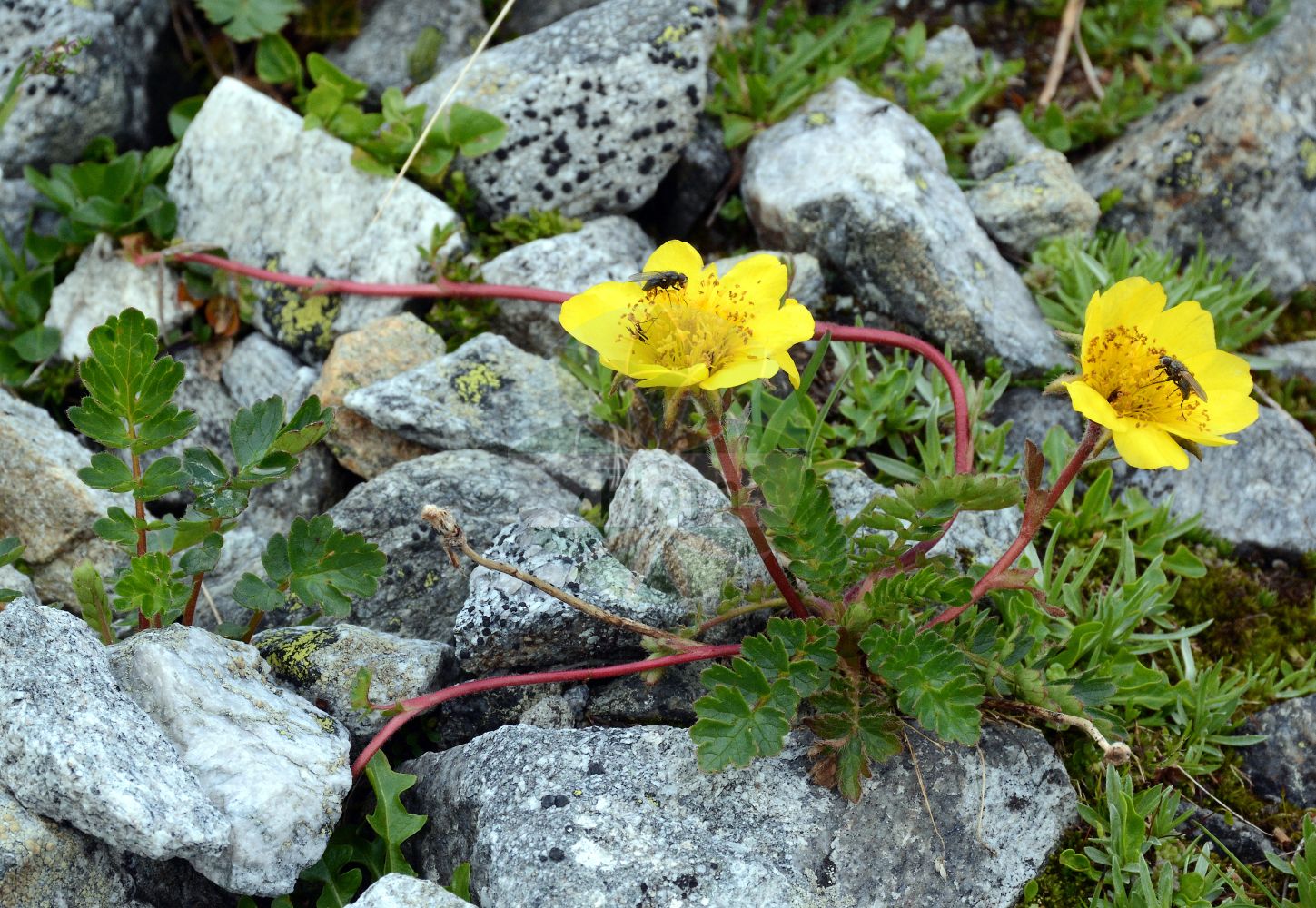 Foto von Geum reptans (Kriechende Nelkenwurz - Creeping Avens). Das Foto wurde in Finkenberg, Tirol, Österreich, Alpen, Zillertal aufgenommen. ---- Photo of Geum reptans (Kriechende Nelkenwurz - Creeping Avens). The picture was taken in Finkenberg, Tyrol, Austria, Alps, Zillertal.(Geum reptans,Kriechende Nelkenwurz,Creeping Avens,Bernullia reptans,Caryophyllata reptans,Geum reptans,Novosieversia reptans,Parageum reptans,Sieversia reptans,Kriechende Nelkenwurz,Gletscher-Petersbart,Creeping Avens,Geum,Nelkenwurz,Avens,Rosaceae,Rosengewächse,Rose family)