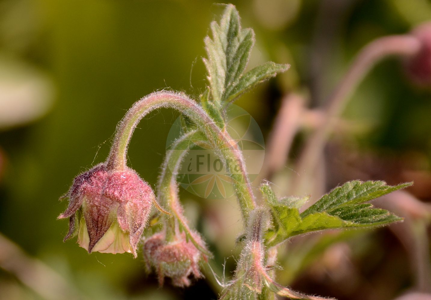Foto von Geum rivale (Bach-Nelkenwurz - Water Avens). ---- Photo of Geum rivale (Bach-Nelkenwurz - Water Avens).(Geum rivale,Bach-Nelkenwurz,Water Avens,Anemone dodecaphylla,Bernullia hybrida,Bernullia rivalis,Caryophyllata aquatica,Caryophyllata nutans,Caryophyllata rivalis,Geum hybridum,Geum nutans,Geum pallidum,Geum rivale,Geum rivale subsp. islandicum,Bach-Nelkenwurz,Water Avens,Indian Chocolate,Purple Avens,Geum,Nelkenwurz,Avens,Rosaceae,Rosengewächse,Rose family)