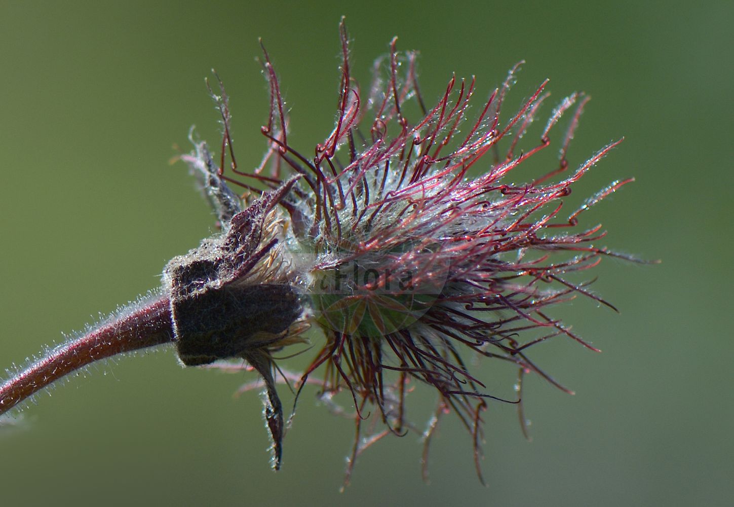 Foto von Geum rivale (Bach-Nelkenwurz - Water Avens). Das Foto wurde in Lund, Schweden aufgenommen. ---- Photo of Geum rivale (Bach-Nelkenwurz - Water Avens). The picture was taken in Lund, Sweden.(Geum rivale,Bach-Nelkenwurz,Water Avens,Anemone dodecaphylla,Bernullia hybrida,Bernullia rivalis,Caryophyllata aquatica,Caryophyllata nutans,Caryophyllata rivalis,Geum hybridum,Geum nutans,Geum pallidum,Geum rivale,Geum rivale subsp. islandicum,Bach-Nelkenwurz,Water Avens,Indian Chocolate,Purple Avens,Geum,Nelkenwurz,Avens,Rosaceae,Rosengewächse,Rose family)