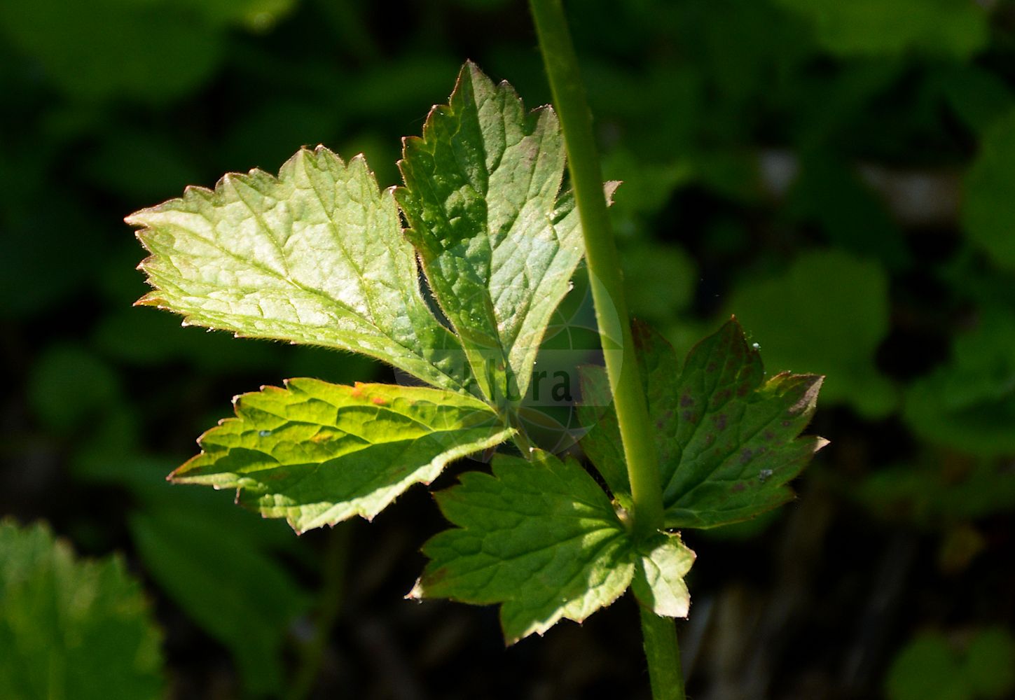 Foto von Geum urbanum (Gewöhnliche Nelkenwurz - Wood Avens). Das Foto wurde in Besancon, Bourgogne-Franche-Comté (Präfektur), Frankreich aufgenommen. ---- Photo of Geum urbanum (Gewöhnliche Nelkenwurz - Wood Avens). The picture was taken in Besançon, Bourgogne-Franche-Comté.(Geum urbanum,Gewöhnliche Nelkenwurz,Wood Avens,Caryophyllata officinalis,Caryophyllata urbana,Caryophyllata vulgaris,Geum caryophyllatum,Geum hederifolium,Geum hirtum,Geum hyrcanum,Geum ibericum,Geum klattianum,Geum robustum,Geum roylei,Geum rubifolium,Geum sordidum,Geum urbanum,Geum vidalii,Streptilon odoratum,Gewoehnliche Nelkenwurz,Stadt-Nelkenwurz,Wood Avens,Herb Bennet,Geum,Nelkenwurz,Avens,Rosaceae,Rosengewächse,Rose family)