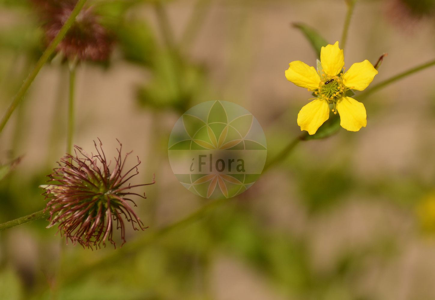 Foto von Geum urbanum (Gewöhnliche Nelkenwurz - Wood Avens). Das Foto wurde in Lyon, Auvergne-Rhône-Alpes, Frankreich aufgenommen. ---- Photo of Geum urbanum (Gewöhnliche Nelkenwurz - Wood Avens). The picture was taken in Lyon, Auvergne-Rhône-Alpes, France.(Geum urbanum,Gewöhnliche Nelkenwurz,Wood Avens,Caryophyllata officinalis,Caryophyllata urbana,Caryophyllata vulgaris,Geum caryophyllatum,Geum hederifolium,Geum hirtum,Geum hyrcanum,Geum ibericum,Geum klattianum,Geum robustum,Geum roylei,Geum rubifolium,Geum sordidum,Geum urbanum,Geum vidalii,Streptilon odoratum,Gewoehnliche Nelkenwurz,Stadt-Nelkenwurz,Wood Avens,Herb Bennet,Geum,Nelkenwurz,Avens,Rosaceae,Rosengewächse,Rose family)