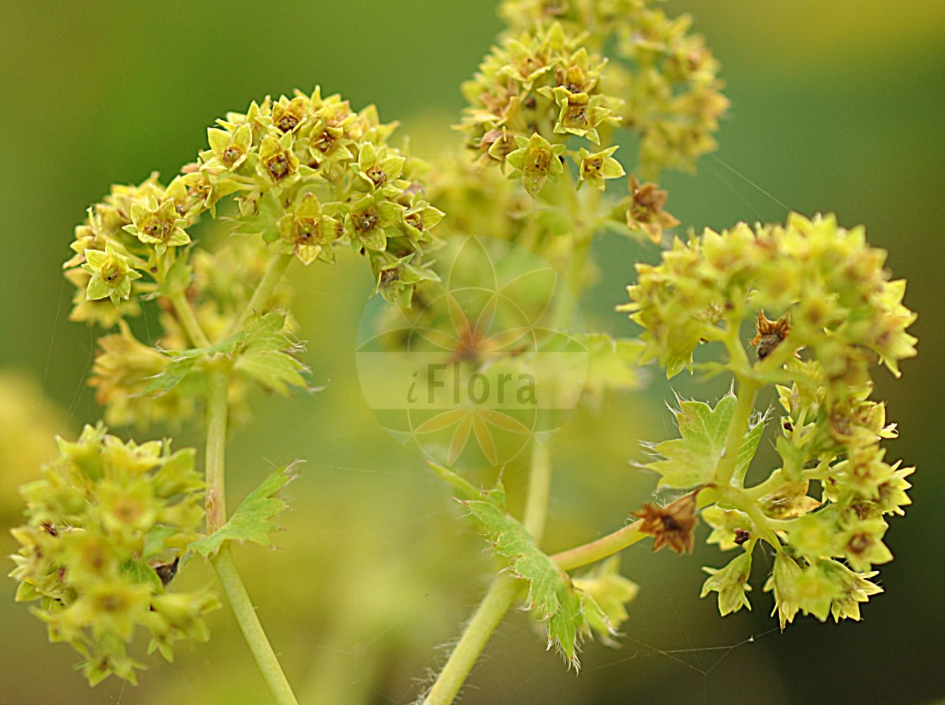 Foto von Alchemilla xanthochlora (Gelbgrüner Frauenmantel - Intermediate Lady's-mantle). Das Foto wurde in Frankfurt, Hessen, Deutschland aufgenommen. ---- Photo of Alchemilla xanthochlora (Gelbgrüner Frauenmantel - Intermediate Lady's-mantle). The picture was taken in Frankfurt, Hesse, Germany.(Alchemilla xanthochlora,Gelbgrüner Frauenmantel,Intermediate Lady's-mantle,Alchemilla xanthochlora,Gelbgruener Frauenmantel,Intermediate Lady's-mantle,Common Alchemilla,Lady's Mantle,Alchemilla,Frauenmantel,Lady's Mantle,Rosaceae,Rosengewächse,Rose family)