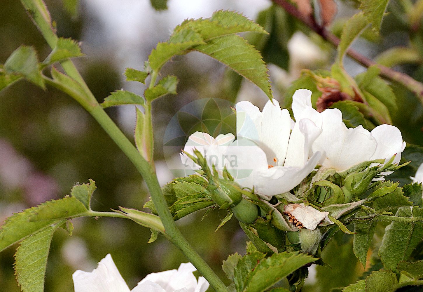 Foto von Rosa balsamica (Flaum-Rose - Dog Rose). Das Foto wurde in Sangerhausen, Mansfeld-Südharz, Sachsen-Anhalt, Deutschland aufgenommen. ---- Photo of Rosa balsamica (Flaum-Rose - Dog Rose). The picture was taken in Sangerhausen, Mansfeld-Suedharz, Saxony-Anhalt, Germany.(Rosa balsamica,Flaum-Rose,Dog Rose,Crepinia tomentella,Rosa adenodonta,Rosa allionii,Rosa balsamica,Rosa beatricis,Rosa borreri,Rosa canescens,Rosa carionii,Rosa concinna,Rosa fedoseevii,Rosa halacsyi,Rosa klukii,Rosa leucantha,Rosa lucandiana,Rosa obornyana,Rosa oelandica,Rosa oncophylla,Rosa psammophila,Rosa pycnocephala,Rosa sclerophylla,Rosa similata,Rosa tirolensis,Rosa tomentella,Rosa villosula,Flaum-Rose,Dog Rose,Rosa,Rose,Rose,Rosaceae,Rosengewächse,Rose family)