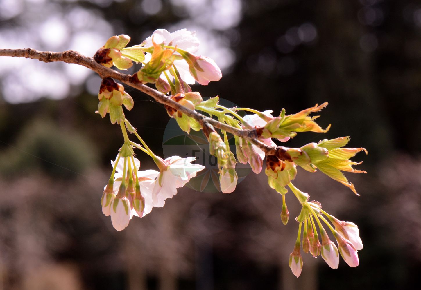 Foto von Prunus serrulata (Japanische Blütenkirsche - Japanese Cherry). Das Foto wurde in Mainz, Rheinland-Pfalz, Deutschland aufgenommen. ---- Photo of Prunus serrulata (Japanische Blütenkirsche - Japanese Cherry). The picture was taken in Mainz, Rhineland-Palatinate, Germany.(Prunus serrulata,Japanische Blütenkirsche,Japanese Cherry,Prunus serrulata,Japanische Bluetenkirsche,Japanese Cherry,Japanese Flowering Cherry,Oriental Cherry,Prunus,Prunus,Kirsche,Plum,Rosaceae,Rosengewächse,Rose family)