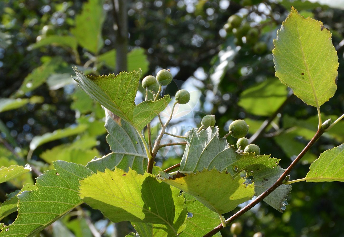 Foto von Sorbus herbipolitana (Würzburger Mehlbeere). Das Foto wurde in Würzburg, Bayern, Deutschland aufgenommen. ---- Photo of Sorbus herbipolitana (Würzburger Mehlbeere). The picture was taken in Wuerzburg, Bayern, Germany.(Sorbus herbipolitana,Würzburger Mehlbeere,Sorbus herbipolitana,Wuerzburger Mehlbeere,Sorbus,Vogelbeere,White Beam,Rosaceae,Rosengewächse,Rose family)