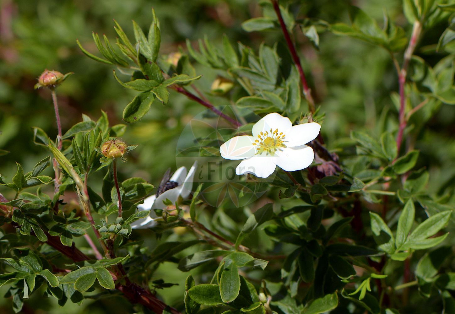 Foto von Dasiphora fruticosa (Fingerstrauch - Shrubby Cinquefoil). Das Foto wurde in Monte Bondeone, Provincia Autonoma di Trento, Italien, Alpen aufgenommen. ---- Photo of Dasiphora fruticosa (Fingerstrauch - Shrubby Cinquefoil). The picture was taken in Monte Bondeone, Provincia Autonoma di Trento, Italy, Alps.(Dasiphora fruticosa,Fingerstrauch,Shrubby Cinquefoil,Comocarpa fruticosa,Dasiphora floribunda,Dasiphora fruticosa,Dasiphora phyllocalyx,Dasiphora riparia,Fragaria fruticosa,Pentaphylloides floribunda,Pentaphylloides fruticosa,Pentaphylloides phyllocalyx,Potentilla floribunda,Potentilla loureironis,Potentilla phyllocalyx,Tormentilla fruticosa,Potentilla fruticosa,Fingerstrauch,Fuenffingerstrauch,Nordischer Fingerstrauch,Shrubby Cinquefoil,Dasiphora,Fingerstrauch,Shrubby Cinquefoil,Rosaceae,Rosengewächse,Rose family)