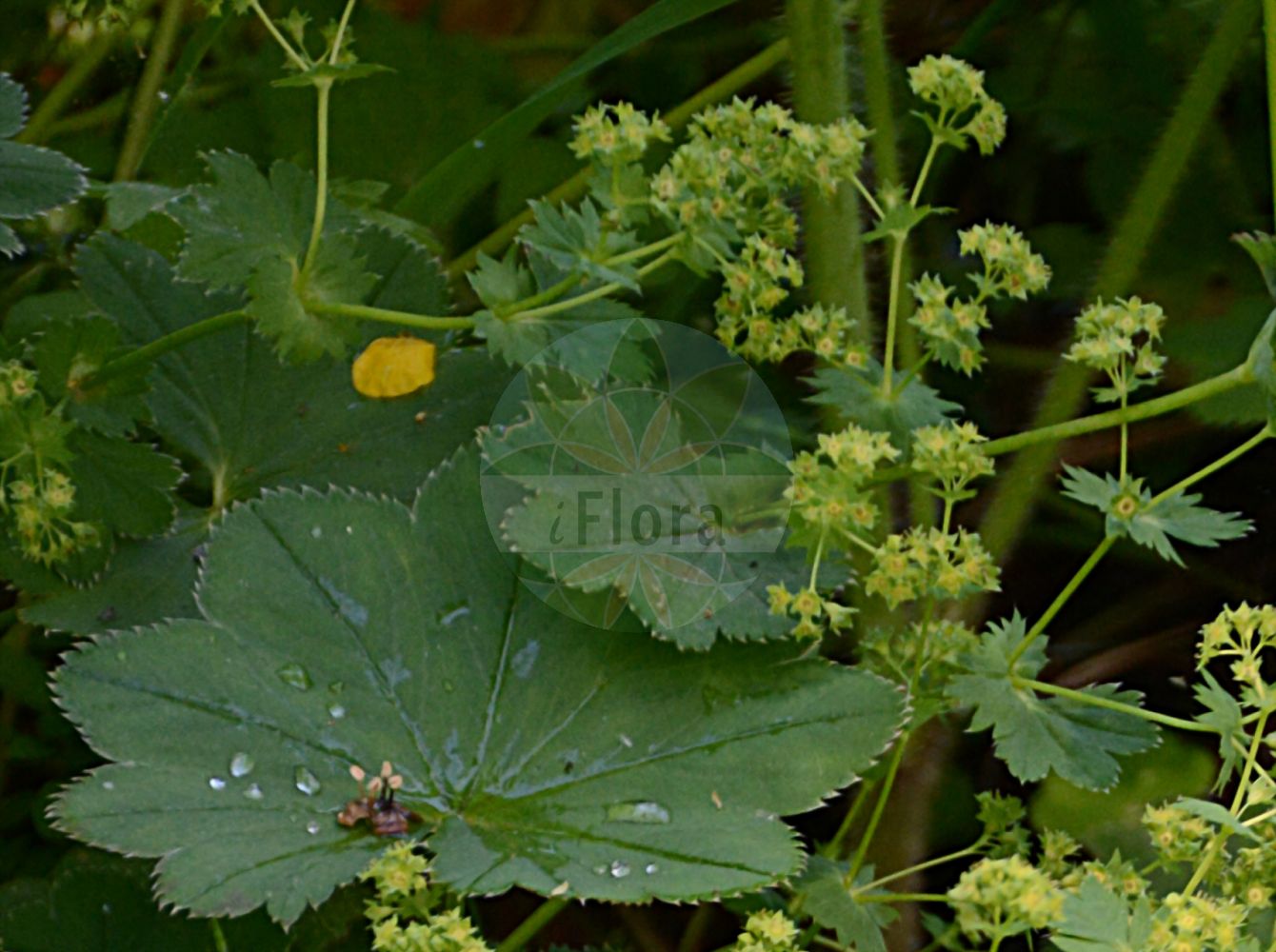 Foto von Alchemilla baltica (Baltischer Frauenmantel - Baltic Lady's Mantle). Das Foto wurde in Dresden, Sachsen, Deutschland aufgenommen. ---- Photo of Alchemilla baltica (Baltischer Frauenmantel - Baltic Lady's Mantle). The picture was taken in Dresden, Sachsen, Germany.(Alchemilla baltica,Baltischer Frauenmantel,Baltic Lady's Mantle,Alchemilla baltica,Alchemilla nebulosa,Alchemilla zamelisiana,,Baltischer Frauenmantel,Baltic Lady's Mantle,Alchemilla,Frauenmantel,Lady's Mantle,Rosaceae,Rosengewächse,Rose family)