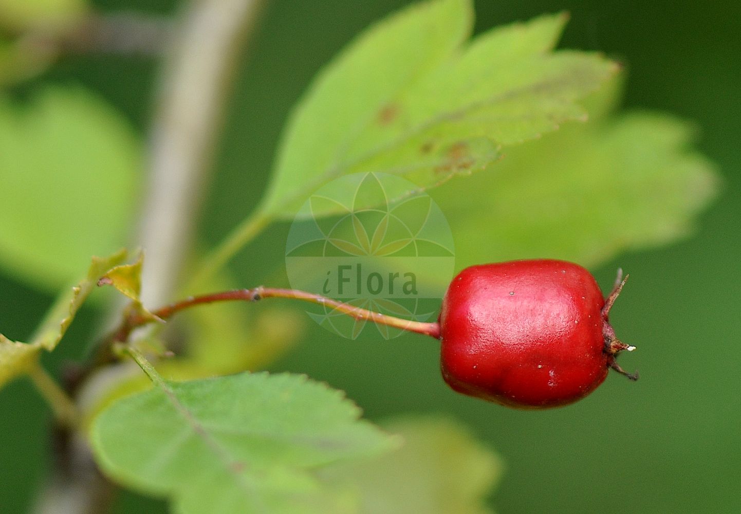 Foto von Crataegus macrocarpa (Großfrüchtiger Weißdorn - Large Fruited Hawthorn). Das Foto wurde in Berlin, Deutschland aufgenommen. ---- Photo of Crataegus macrocarpa (Großfrüchtiger Weißdorn - Large Fruited Hawthorn). The picture was taken in Berlin, Germany.(Crataegus macrocarpa,Großfrüchtiger Weißdorn,Large Fruited Hawthorn,Crataegus austromoravica,Crataegus bohemica,Crataegus brandenii,Crataegus calciphila,Crataegus calycina,Crataegus eremitagensis,Crataegus lepida,Crataegus macrocarpa,Crataegus masovica,Crataegus mikulcicensis,Crataegus ovalis,Crataegus pseudoxyacantha,Crataegus pyricarpa,Crataegus roubalii,Crataegus schumacheri,Crataegus uhrovae,Oxyacantha macrocarpa,Grossfruechtiger Weissdorn,Large Fruited Hawthorn,Crataegus,Weißdorn,Hawthorn,Rosaceae,Rosengewächse,Rose family)