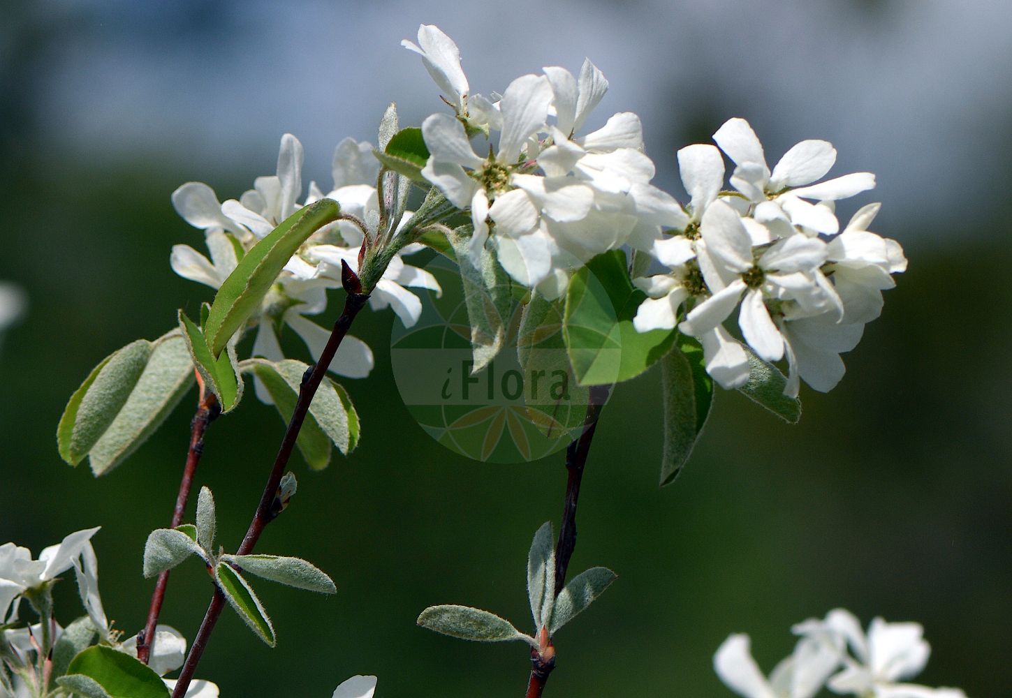Foto von Amelanchier ovalis (Gewöhnliche Felsenbirne). Das Foto wurde in München, Bayern, Deutschland aufgenommen. ---- Photo of Amelanchier ovalis (Gewöhnliche Felsenbirne). The picture was taken in Munich, Bavaria, Germany.(Amelanchier ovalis,Gewöhnliche Felsenbirne,Amelanchier ovalis,Amelanchus ovalis,Aronia amelanchier,Crataegus amelanchier,Mespilus amelanchier,Pyrenia amelanchier,Pyrus amelanchier,Sorbus amelanchier,Gewoehnliche Felsenbirne,Amelanchier,Felsenbirne,Serviceberry,Rosaceae,Rosengewächse,Rose family)