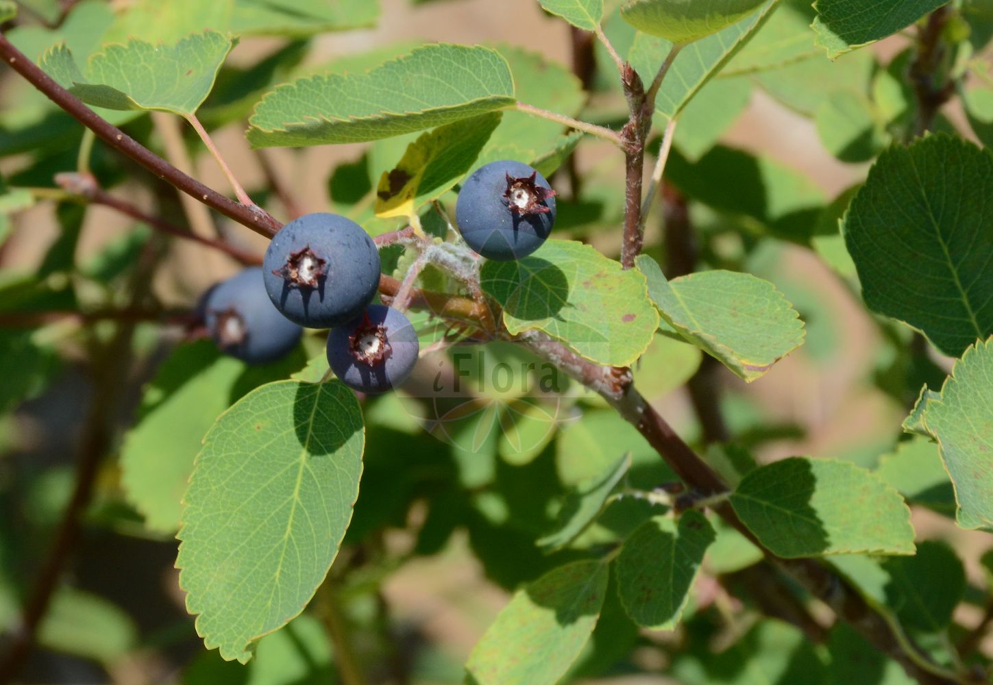 Foto von Amelanchier ovalis subsp. ovalis (Emberger-Felsenbirne - Emberger's Juneberry). Das Foto wurde in Mainz, Rheinland-Pfalz, Deutschland aufgenommen. ---- Photo of Amelanchier ovalis subsp. ovalis (Emberger-Felsenbirne - Emberger's Juneberry). The picture was taken in Mainz, Rhineland-Palatinate, Germany.(Amelanchier ovalis subsp. ovalis,Emberger-Felsenbirne,Emberger's Juneberry,Pyrus sanguisorbifolia,Emberger-Felsenbirne,Echte Felsenbirne,Emberger's Juneberry,Amelanchier,Felsenbirne,Serviceberry,Rosaceae,Rosengewächse,Rose family)