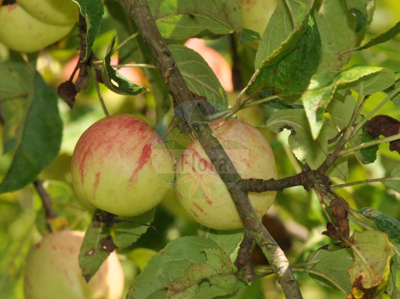 Foto von Malus sylvestris (Holz-Apfel - Crab Apple). Das Foto wurde in Eschborn, Hessen, Deutschland aufgenommen. ---- Photo of Malus sylvestris (Holz-Apfel - Crab Apple). The picture was taken in Eschborn, Hesse, Germany.(Malus sylvestris,Holz-Apfel,Crab Apple,Malus sylvestris,Pyrus malus var. sylvestris,Holz-Apfel,Glattblaettriger Apfel,Crab Apple,European Crab Apple,Wild Apple,Wild Crab,Malus,Apfel,Apple,Rosaceae,Rosengewächse,Rose family)
