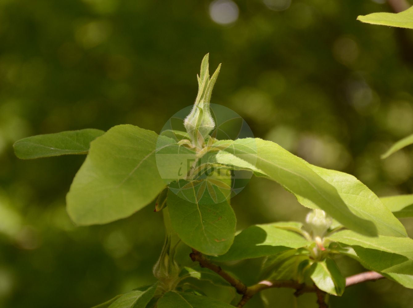 Foto von Crataegus germanica (Echte Mispel - Medlar). Das Foto wurde in Köln, Nordrhein-Westfalen, Deutschland aufgenommen. ---- Photo of Crataegus germanica (Echte Mispel - Medlar). The picture was taken in Cologne, North Rhine-Westphalia, Germany.(Crataegus germanica,Echte Mispel,Medlar,Crataegus germanica,Crataegus mespilus,Mespilus calicina,Mespilus communis,Mespilus germanica,Mespilus portentosa,Mespilus sylvestris,Mespilus vulgaris,Ostinia mespilus,Pyrus germanica,Echte Mispel,Medlar,Common Medlar,Crataegus,Weißdorn,Hawthorn,Rosaceae,Rosengewächse,Rose family)