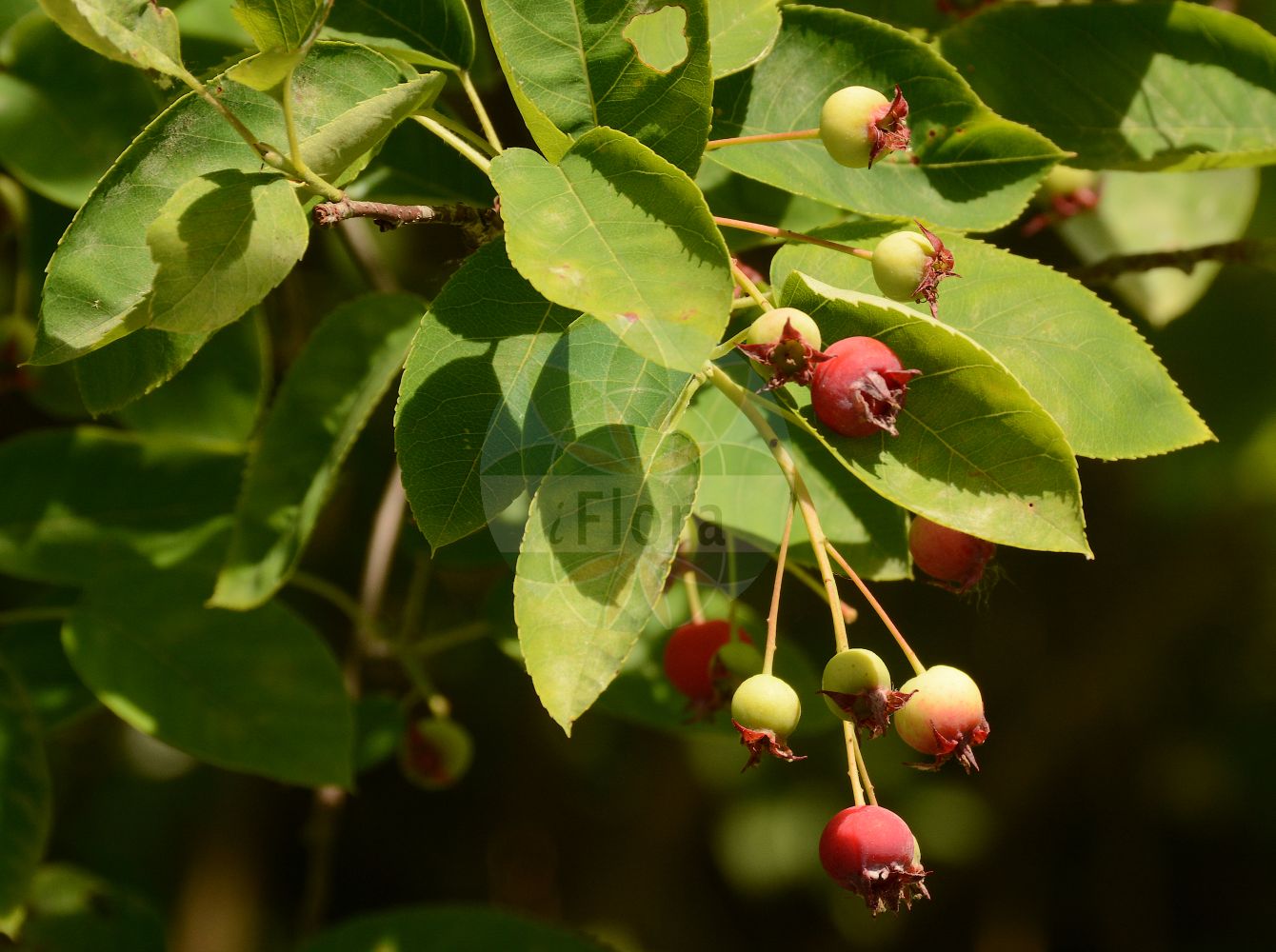 Foto von Amelanchier lamarckii (Kupfer-Felsenbirne - Juneberry). Das Foto wurde in Lyon, Auvergne-Rhône-Alpes, Frankreich aufgenommen. ---- Photo of Amelanchier lamarckii (Kupfer-Felsenbirne - Juneberry). The picture was taken in Lyon, Auvergne-Rhône-Alpes, France.(Amelanchier lamarckii,Kupfer-Felsenbirne,Juneberry,Amelanchier botryapium,Amelanchier lamarckii,Aronia botryapium,Crataegus racemosa,Pyrus botryapium,Kupfer-Felsenbirne,Juneberry,Shadblow,Shadblow Serviceberry,Shadbush,Sugarplum,Canadian Serviceberry,Amelanchier,Felsenbirne,Serviceberry,Rosaceae,Rosengewächse,Rose family)