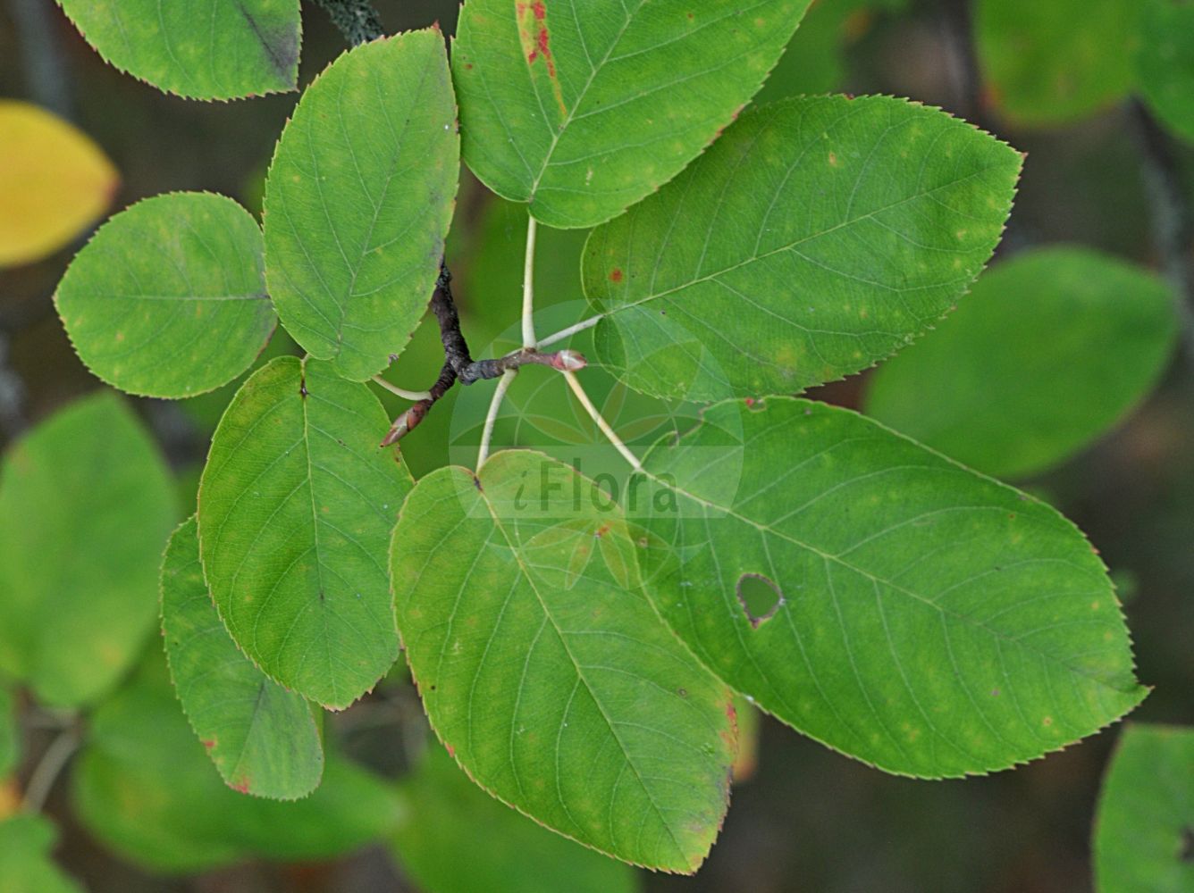 Foto von Amelanchier lamarckii (Kupfer-Felsenbirne - Juneberry). Das Foto wurde in Mainz, Rheinland-Pfalz, Deutschland aufgenommen. ---- Photo of Amelanchier lamarckii (Kupfer-Felsenbirne - Juneberry). The picture was taken in Mainz, Rhineland-Palatinate, Germany.(Amelanchier lamarckii,Kupfer-Felsenbirne,Juneberry,Amelanchier botryapium,Amelanchier lamarckii,Aronia botryapium,Crataegus racemosa,Pyrus botryapium,Kupfer-Felsenbirne,Juneberry,Shadblow,Shadblow Serviceberry,Shadbush,Sugarplum,Canadian Serviceberry,Amelanchier,Felsenbirne,Serviceberry,Rosaceae,Rosengewächse,Rose family)