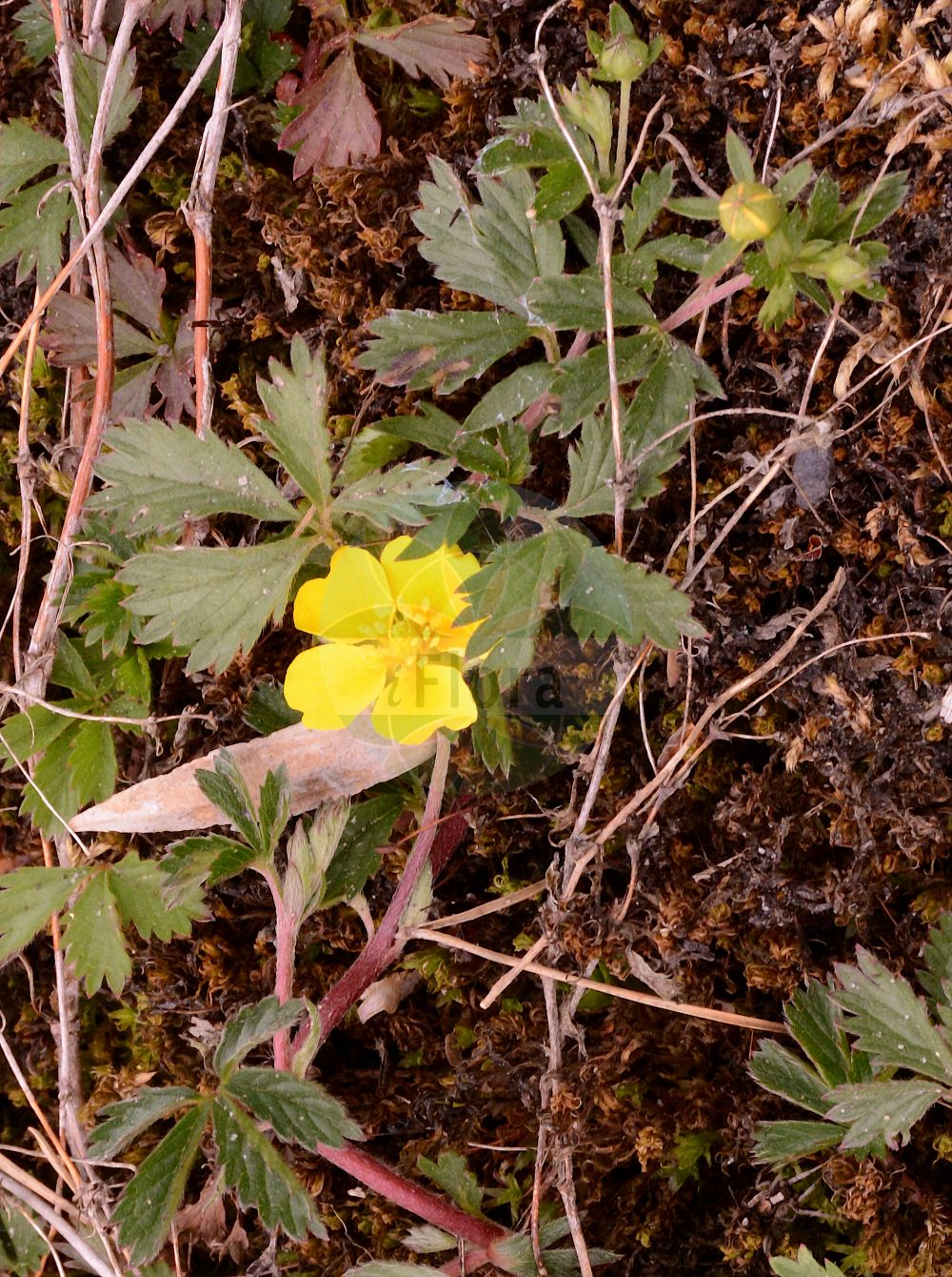 Foto von Potentilla anglica (Englisches Fingerkraut - Trailing Tormentil). Das Foto wurde in Bremen, Deutschland aufgenommen. ---- Photo of Potentilla anglica (Englisches Fingerkraut - Trailing Tormentil). The picture was taken in Bremen, Germany.(Potentilla anglica,Englisches Fingerkraut,Trailing Tormentil,Potentilla anglica,Potentilla nemoralis,Potentilla salisii,Potentilla tormentilla subsp. procumbens,Englisches Fingerkraut,Trailing Tormentil,English Cinquefoil,Silver Cinquefoil,Potentilla,Fingerkraut,Cinquefoil,Rosaceae,Rosengewächse,Rose family)