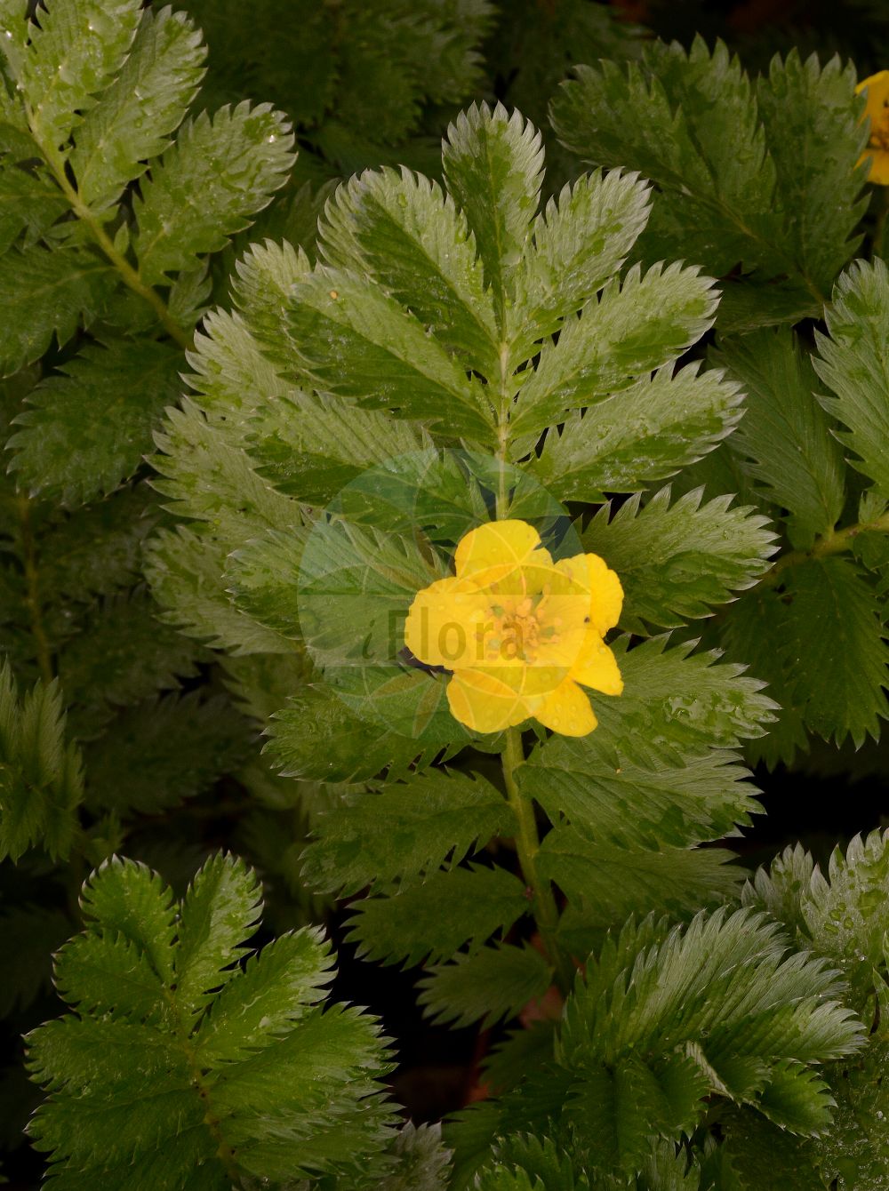 Foto von Argentina anserina (Gänse-Fingerkraut - Silverweed). Das Foto wurde in München, Bayern, Deutschland aufgenommen. ---- Photo of Argentina anserina (Gänse-Fingerkraut - Silverweed). The picture was taken in Munich, Bavaria, Germany.(Argentina anserina,Gänse-Fingerkraut,Silverweed,Argentina anserina,Dactylophyllum anserina,Dasiphora anserina,Fragaria anserina,Potentilla anserina,Tormentilla anserina,Gaense-Fingerkraut,Anserine,Silverweed,Pacific Silverweed,Silverweed Cinquefoil,Argentina,Rosaceae,Rosengewächse,Rose family)
