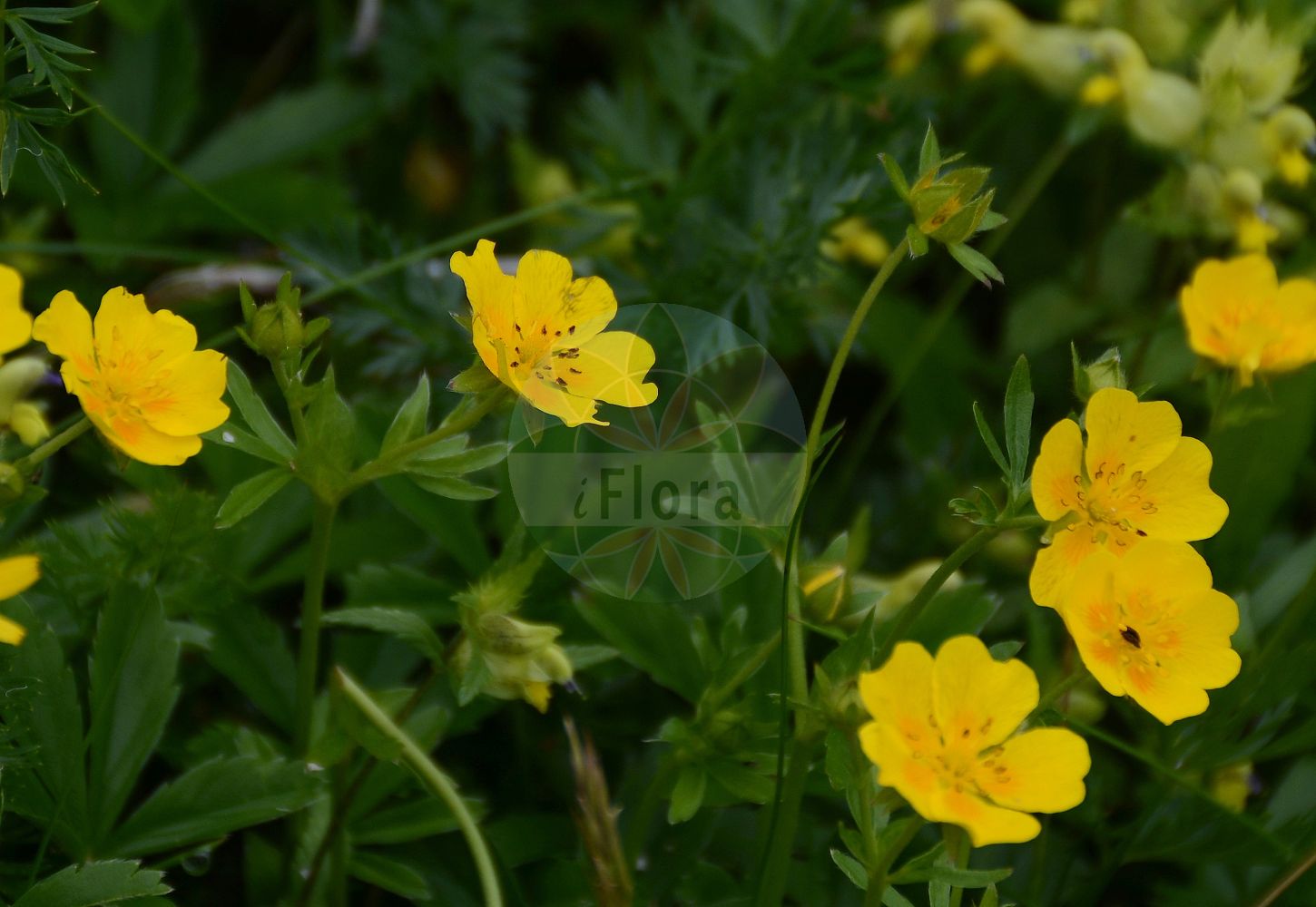 Foto von Potentilla aurea (Gold-Fingerkraut - Golden Cinquefoil). Das Foto wurde in Brandberg, Tirol, Österreich, Alpen, Zillertal aufgenommen. ---- Photo of Potentilla aurea (Gold-Fingerkraut - Golden Cinquefoil). The picture was taken in Brandberg, Tyrol, Austria, Alps, Zillertal.(Potentilla aurea,Gold-Fingerkraut,Golden Cinquefoil,Fragaria aurea,Potentilla aurea,Gold-Fingerkraut,Golden Cinquefoil,Potentilla,Fingerkraut,Cinquefoil,Rosaceae,Rosengewächse,Rose family)