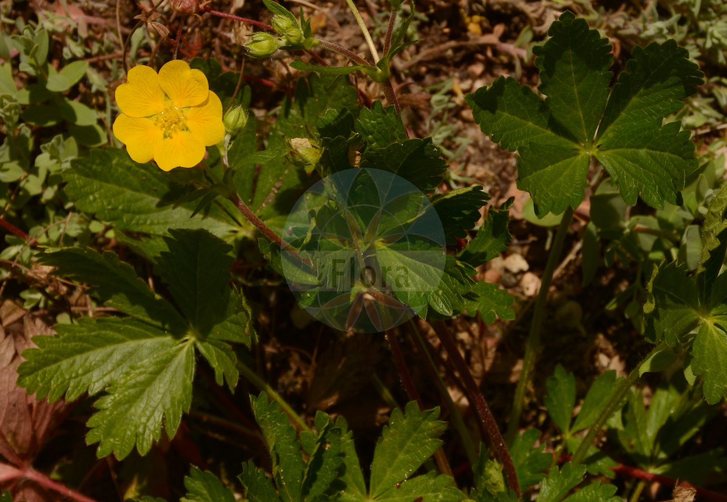 Foto von Potentilla crantzii (Zottiges Fingerkraut - Alpine Cinquefoil). Das Foto wurde in Lyon, Auvergne-Rhône-Alpes, Frankreich aufgenommen. ---- Photo of Potentilla crantzii (Zottiges Fingerkraut - Alpine Cinquefoil). The picture was taken in Lyon, Auvergne-Rhône-Alpes, France.(Potentilla crantzii,Zottiges Fingerkraut,Alpine Cinquefoil,Fragaria crantzii,Fragaria villosa,Potentilla adscendens,Potentilla affinis,Potentilla alpestris,Potentilla baldensis,Potentilla bithynica,Potentilla crantzii,Potentilla debilis,Potentilla filiformis,Potentilla friesiana,Potentilla gardae,Potentilla gelida,Potentilla hellwegeri,Potentilla jurana,Potentilla juratensis,Potentilla langeana,Potentilla latestipula,Potentilla levieri,Potentilla obtusifolia,Potentilla praeruptorum,Potentilla pseudoserpentini,Potentilla rotundifolia,Potentilla rubens,Potentilla sabauda,Potentilla salisburgensis,Potentilla saxatilis,Potentilla scandica,Potentilla serpentini,Potentilla stipulacea,Potentilla stipularis,Potentilla stricticaulis,Potentilla tridentina,Potentilla villosa,Zottiges Fingerkraut,Crantz-Fingerkraut,Zottiges Berg-Fingerkraut,Alpine Cinquefoil,Potentilla,Fingerkraut,Cinquefoil,Rosaceae,Rosengewächse,Rose family)