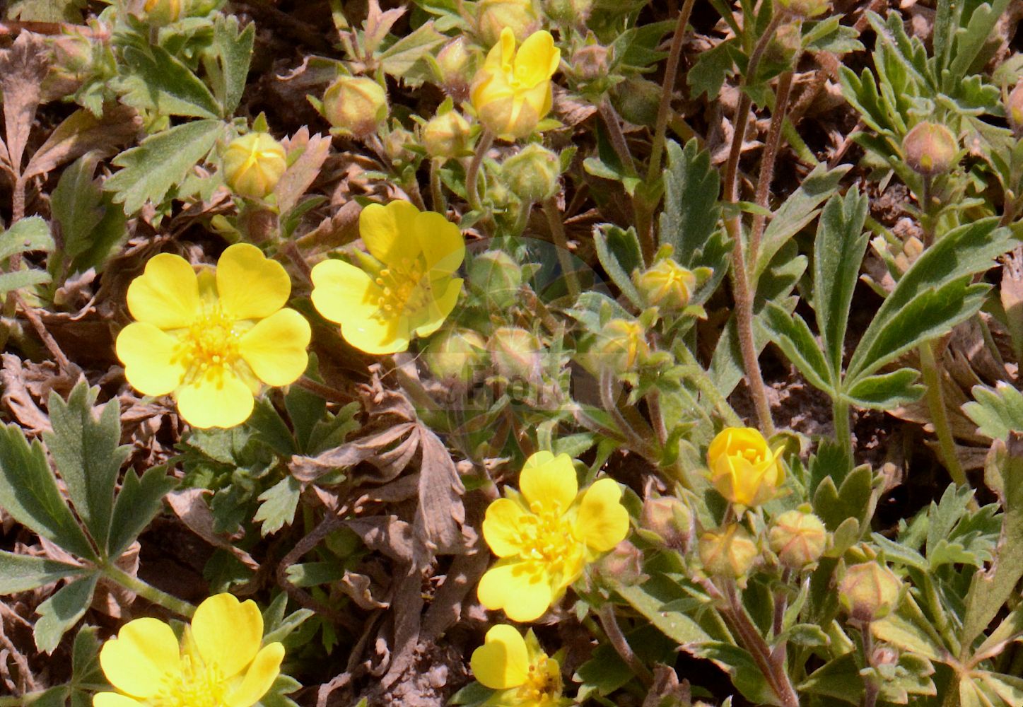 Foto von Potentilla inclinata (Graues Fingerkraut - Grey Cinquefoil). Das Foto wurde in Frankfurt, Hessen, Deutschland aufgenommen. ---- Photo of Potentilla inclinata (Graues Fingerkraut - Grey Cinquefoil). The picture was taken in Frankfurt, Hesse, Germany.(Potentilla inclinata,Graues Fingerkraut,Grey Cinquefoil,Hypargyrium subrectum,Potentilla arthuriana,Potentilla assurgens,Potentilla baumgarteniana,Potentilla bohemica,Potentilla canescens,Potentilla curvidens,Potentilla dichtliana,Potentilla fissidens,Potentilla hungarica,Potentilla impolita,Potentilla inclinata,Potentilla loddigesii,Potentilla pletvarensis,Potentilla podolica,Potentilla polyodonta,Potentilla sadleri,Potentilla subrecta,Potentilla uechtritzii,Potentilla vinosa,Graues Fingerkraut,Grey Cinquefoil,Ashy Cinquefoil,Potentilla,Fingerkraut,Cinquefoil,Rosaceae,Rosengewächse,Rose family)