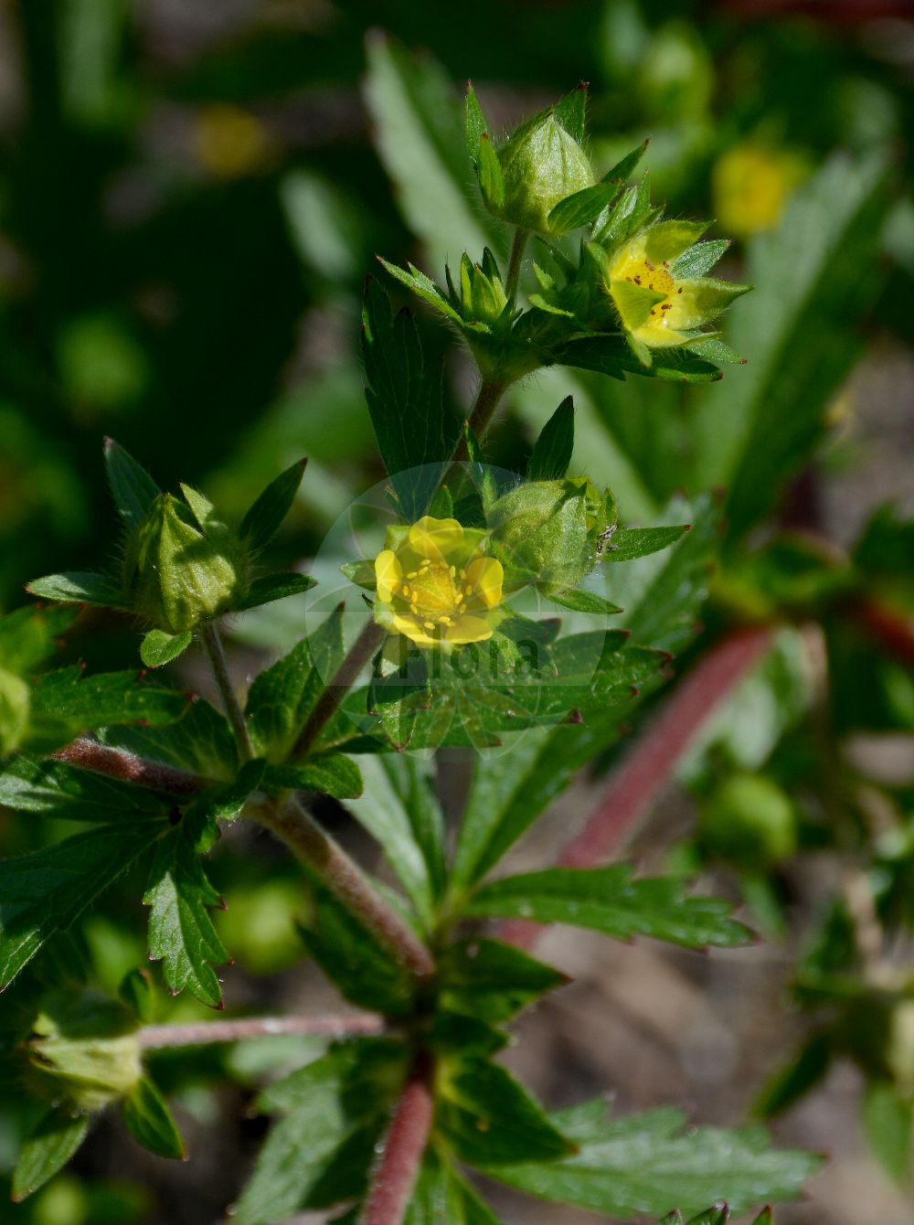Foto von Potentilla norvegica (Norwegisches Fingerkraut - Ternate-leaved Cinquefoil). Das Foto wurde in Bremen, Deutschland aufgenommen. ---- Photo of Potentilla norvegica (Norwegisches Fingerkraut - Ternate-leaved Cinquefoil). The picture was taken in Bremen, Germany.(Potentilla norvegica,Norwegisches Fingerkraut,Ternate-leaved Cinquefoil,Pentaphyllum norvegicum,Potentilla fragariifolia,Potentilla grossa,Potentilla gusuleacii,Potentilla norvegica,Tridophyllum norvegicum,Norwegisches Fingerkraut,Ternate-leaved Cinquefoil,Norwegian Cinquefoil,Rough Cinquefoil,Potentilla,Fingerkraut,Cinquefoil,Rosaceae,Rosengewächse,Rose family)