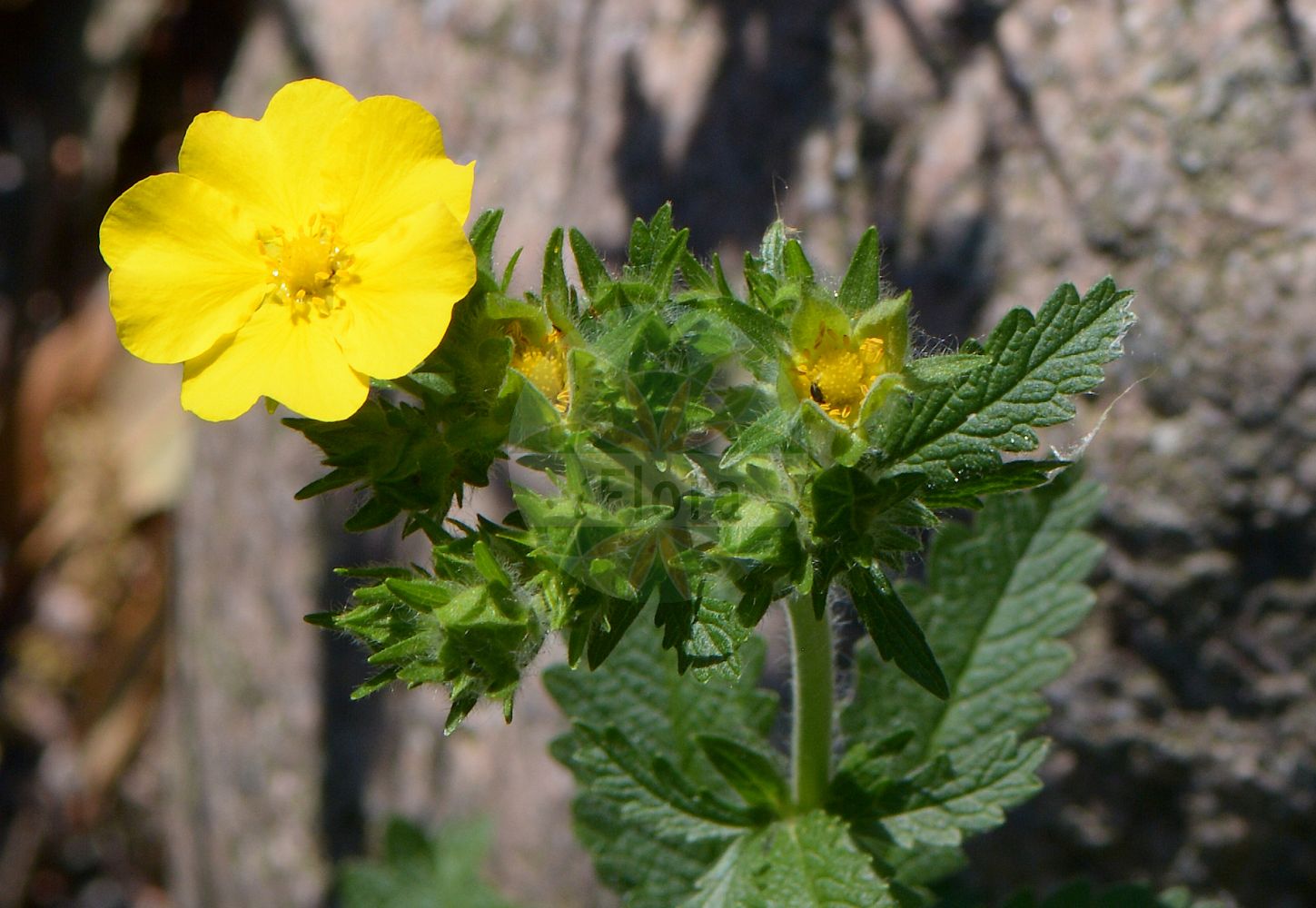 Foto von Potentilla recta (Aufrechtes Fingerkraut - Sulphur Cinquefoil). Das Foto wurde in Lund, Schweden aufgenommen. ---- Photo of Potentilla recta (Aufrechtes Fingerkraut - Sulphur Cinquefoil). The picture was taken in Lund, Sweden.(Potentilla recta,Aufrechtes Fingerkraut,Sulphur Cinquefoil,Fragaria recta,Hypargyrium rectum,Pentaphyllum rectum,Potentilla fallacina,Potentilla pseudopallida,Potentilla recta,Aufrechtes Fingerkraut,Sulphur Cinquefoil,Erect Cinquefoil,Sulfur Cinquefoil,Creeping Cinquefoil,Tall Cinquefoil,Potentilla,Fingerkraut,Cinquefoil,Rosaceae,Rosengewächse,Rose family)