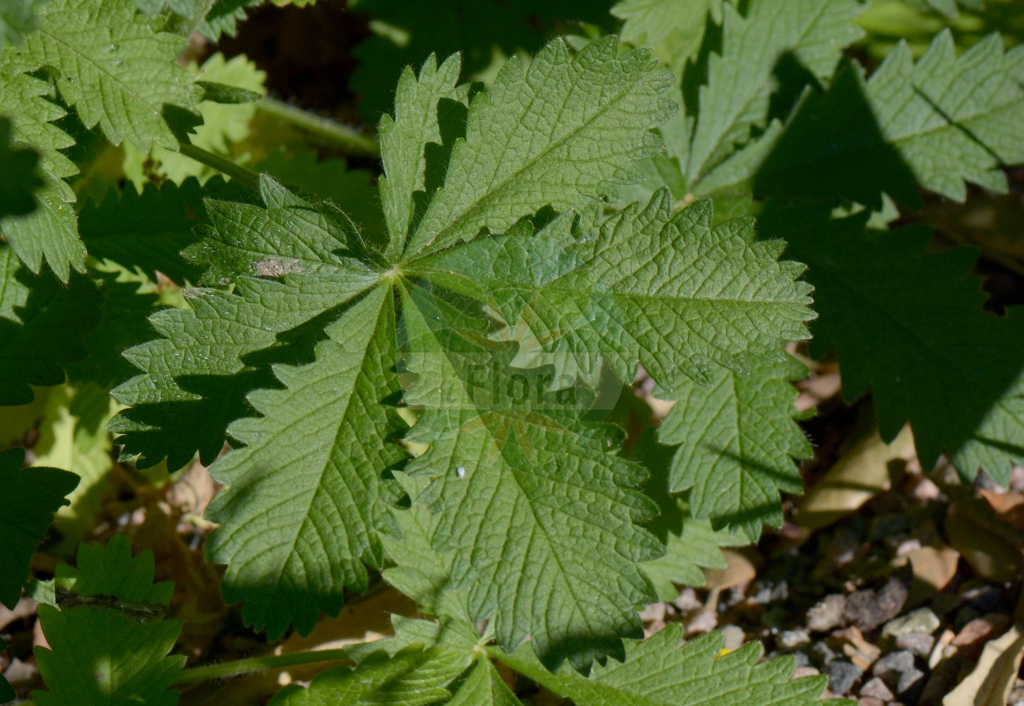 Foto von Potentilla recta (Aufrechtes Fingerkraut - Sulphur Cinquefoil). Das Foto wurde in Lund, Schweden aufgenommen. ---- Photo of Potentilla recta (Aufrechtes Fingerkraut - Sulphur Cinquefoil). The picture was taken in Lund, Sweden.(Potentilla recta,Aufrechtes Fingerkraut,Sulphur Cinquefoil,Fragaria recta,Hypargyrium rectum,Pentaphyllum rectum,Potentilla fallacina,Potentilla pseudopallida,Potentilla recta,Aufrechtes Fingerkraut,Sulphur Cinquefoil,Erect Cinquefoil,Sulfur Cinquefoil,Creeping Cinquefoil,Tall Cinquefoil,Potentilla,Fingerkraut,Cinquefoil,Rosaceae,Rosengewächse,Rose family)