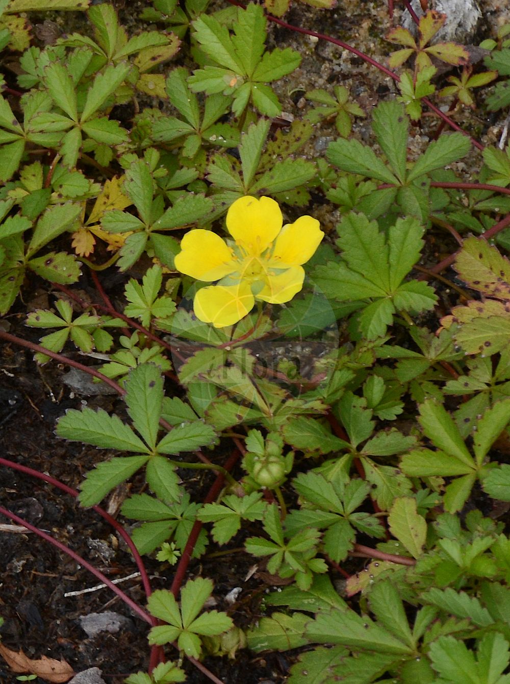 Foto von Potentilla reptans (Kriechendes Fingerkraut - Creeping Cinquefoil). Das Foto wurde in Berlin, Deutschland aufgenommen. ---- Photo of Potentilla reptans (Kriechendes Fingerkraut - Creeping Cinquefoil). The picture was taken in Berlin, Germany.(Potentilla reptans,Kriechendes Fingerkraut,Creeping Cinquefoil,Dasiphora reptans,Dynamidium reptans,Fragaria pentaphylla,Fragaria reptans,Potentilla abyssinica,Potentilla anomala,Potentilla cacerensis,Potentilla lanata,Potentilla microphylla,Potentilla pinnatifida,Potentilla repens,Potentilla reptans,Potentilla sessilis,Potentilla subpedata,Tormentilla reptans,Kriechendes Fingerkraut,Kriech-Fingerkraut,Creeping Cinquefoil,Potentilla,Fingerkraut,Cinquefoil,Rosaceae,Rosengewächse,Rose family)