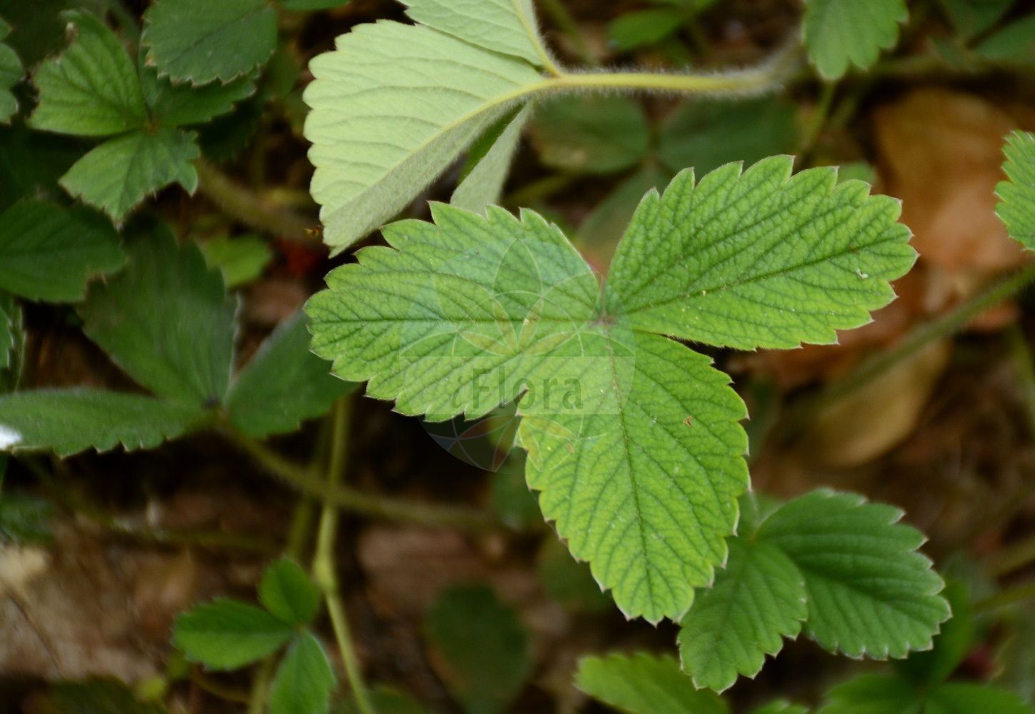 Foto von Potentilla sterilis (Erdbeer-Fingerkraut - Barren Strawberry). Das Foto wurde in Dijon, Burgund, Frankreich aufgenommen. ---- Photo of Potentilla sterilis (Erdbeer-Fingerkraut - Barren Strawberry). The picture was taken in Dijon, Burgundy, France.(Potentilla sterilis,Erdbeer-Fingerkraut,Barren Strawberry,Comarum fragarioides,Dactylophyllum fragariastrum,Fraga sterilis,Fragaria praecox,Fragaria sicca,Fragaria sterilis,Fragariastrum sterile,Potentilla emarginata,Potentilla fragariastrum,Potentilla fragarioides,Potentilla gunneri,Potentilla prostrata,Potentilla sicca,Potentilla sterilis,Tormentilla fragarioides,Tormentilla obovatifolia,Erdbeer-Fingerkraut,Barren Strawberry,Strawberryleaf Cinquefoil,Potentilla,Fingerkraut,Cinquefoil,Rosaceae,Rosengewächse,Rose family)