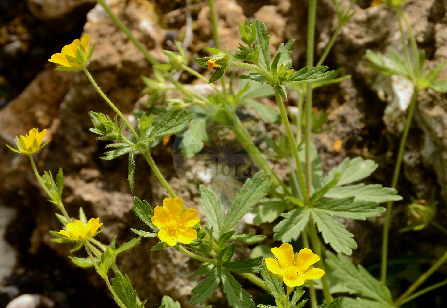 Foto von Potentilla thuringiaca (Thüringer Fingerkraut - European Cinquefoil). Das Foto wurde in Jardin des Plantes, Paris, Frankreich aufgenommen. ---- Photo of Potentilla thuringiaca (Thüringer Fingerkraut - European Cinquefoil). The picture was taken in Jardin des Plantes, Paris, France.(Potentilla thuringiaca,Thüringer Fingerkraut,European Cinquefoil,Potentilla bouquoyana,Potentilla caucasica,Potentilla goldbachii,Potentilla mathonetii,Potentilla nestleriana,Potentilla orbiculata,Potentilla patens,Potentilla pontica,Potentilla thuringiaca,Potentilla thuringiaca subsp. nestleriana,Thueringer Fingerkraut,European Cinquefoil,Thuringian Potentilla,Potentilla,Fingerkraut,Cinquefoil,Rosaceae,Rosengewächse,Rose family)