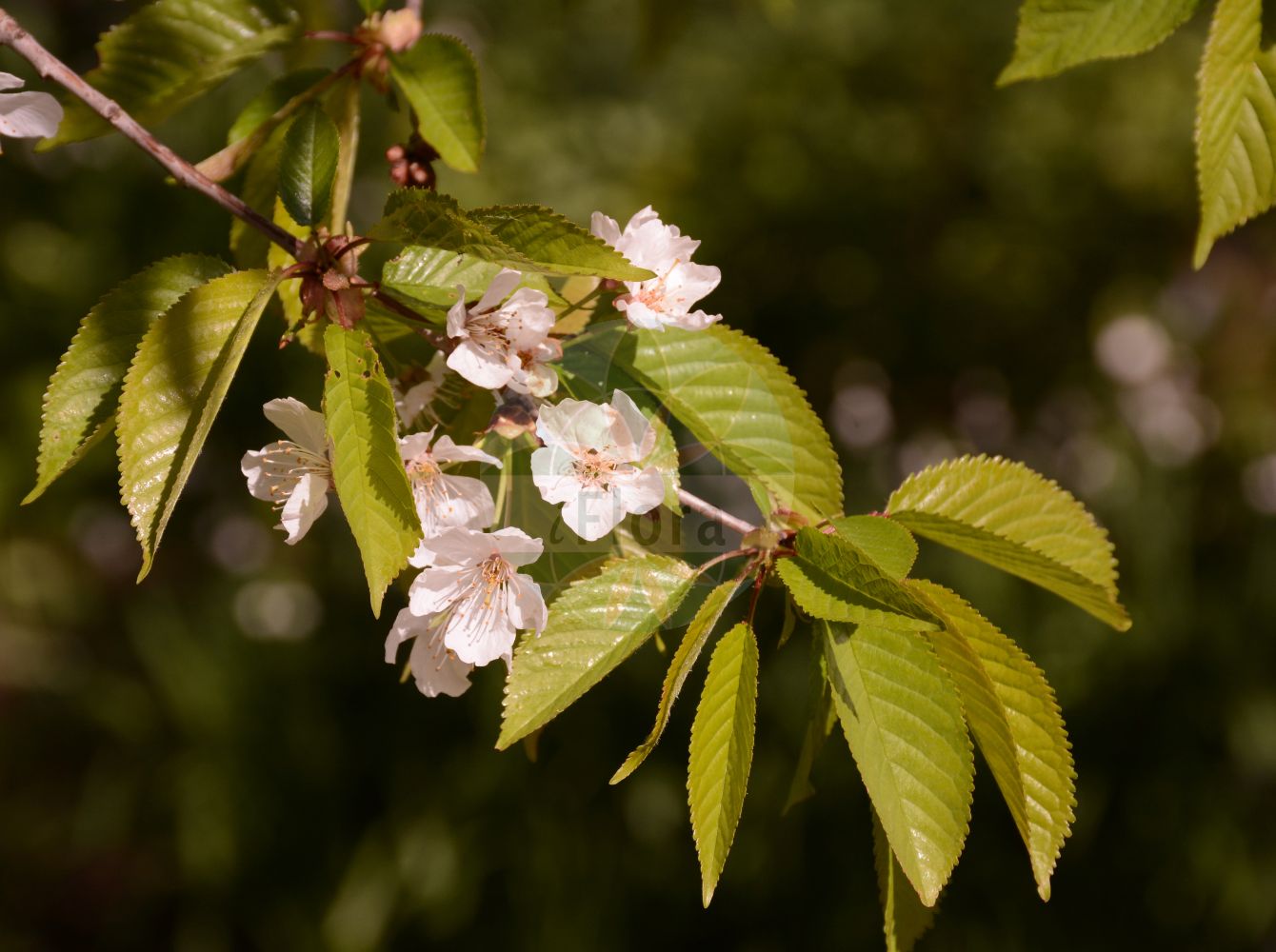 Foto von Prunus avium (Vogel-Kirsche - Wild Cherry). Das Foto wurde in Köln, Nordrhein-Westfalen, Deutschland aufgenommen. ---- Photo of Prunus avium (Vogel-Kirsche - Wild Cherry). The picture was taken in Cologne, North Rhine-Westphalia, Germany.(Prunus avium,Vogel-Kirsche,Wild Cherry,Cerasus avicularis,Cerasus avium,Cerasus dulcis,Cerasus duracina,Cerasus hortensis,Cerasus juliana,Cerasus nigra,Cerasus nigricans,Cerasus silvestris,Cerasus varia,Druparia avium,Prunus avium,Prunus duracina,Prunus juliana,Prunus nigricans,Prunus varia,Vogel-Kirsche,Wild-Kirsche,Wild Cherry,Cherry,Gean,Mazzard,Sweet Cherry,Prunus,Kirsche,Plum,Rosaceae,Rosengewächse,Rose family)