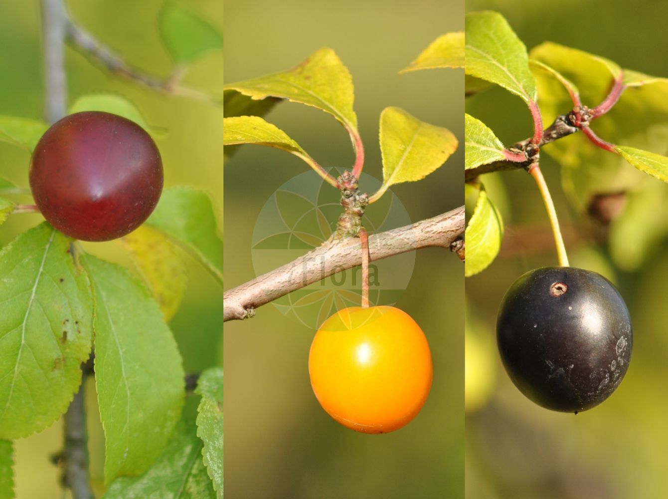 Foto von Prunus cerasifera (Kirschpflaume - Cherry Plum). ---- Photo of Prunus cerasifera (Kirschpflaume - Cherry Plum).(Prunus cerasifera,Kirschpflaume,Cherry Plum,Padus racemosa,Prunus caspica,Prunus cerasifera,Prunus divaricata,Prunus monticola,Prunus myrobalana,Prunus pissardii,Prunus sogdiana,Kirschpflaume,Myrobalane,Cherry Plum,Myrobalan Plum,Prunus,Kirsche,Plum,Rosaceae,Rosengewächse,Rose family)