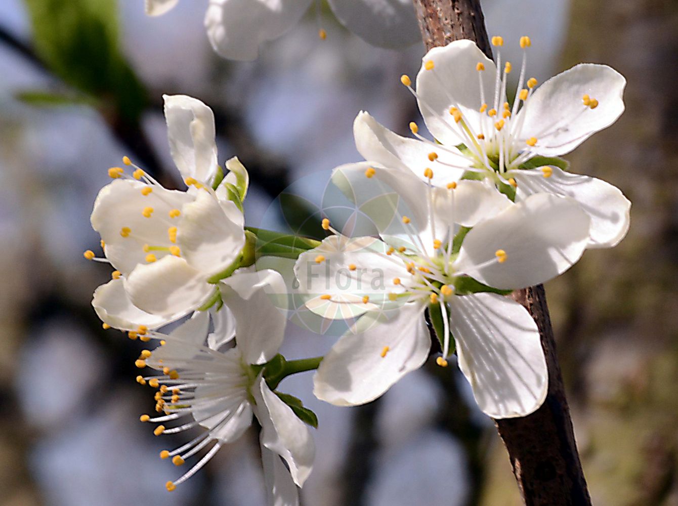 Foto von Prunus domestica (Gewöhnliche Pflaume - Wild Plum). Das Foto wurde in Mainz, Rheinland-Pfalz, Deutschland aufgenommen. ---- Photo of Prunus domestica (Gewöhnliche Pflaume - Wild Plum). The picture was taken in Mainz, Rhineland-Palatinate, Germany.(Prunus domestica,Gewöhnliche Pflaume,Wild Plum,Prunus communis,Prunus domestica,Prunus domestica subsp. prisca,Gewoehnliche Pflaume,findekeinenNamen,Hafer-Pflaume,Zwetsche,Zwetschge,Zwetschke,Wild Plum,European Plum,Garden Plum,Plum,Prunus,Kirsche,Plum,Rosaceae,Rosengewächse,Rose family)