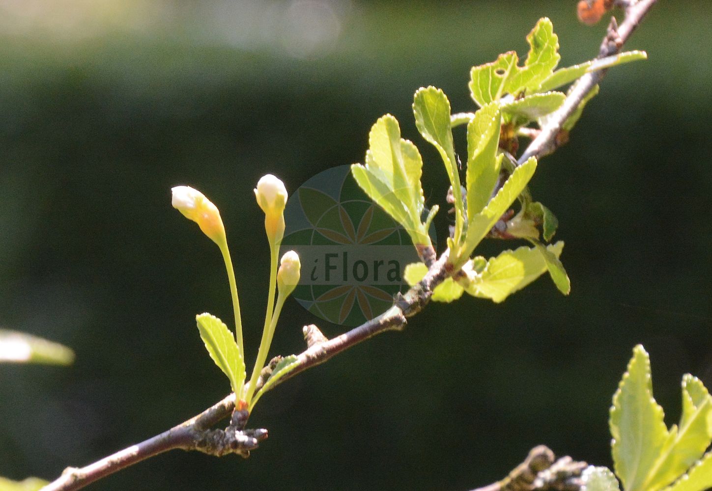 Foto von Prunus fruticosa (Zwerg-Kirsche - Dwarf Cherry). Das Foto wurde in Linz, Oberösterreich, Österreich aufgenommen. ---- Photo of Prunus fruticosa (Zwerg-Kirsche - Dwarf Cherry). The picture was taken in Linz, Upper Austria, Austria.(Prunus fruticosa,Zwerg-Kirsche,Dwarf Cherry,Cerasus fruticosa,Prunus chamaecerasus,Prunus fruticosa,Zwerg-Kirsche,Steppen-Kirsche,Zwerg-Weichsel,Dwarf Cherry,European Dwarf Cherry,Ground Cherry,Steppe Cherry,Prunus,Kirsche,Plum,Rosaceae,Rosengewächse,Rose family)