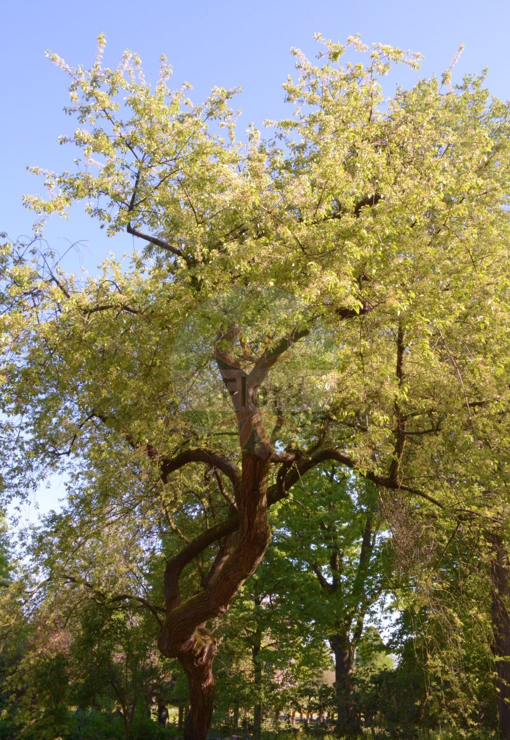 Foto von Prunus mahaleb (Stein-Weichsel - St Lucie Cherry). Das Foto wurde in Köln, Nordrhein-Westfalen, Deutschland aufgenommen. ---- Photo of Prunus mahaleb (Stein-Weichsel - St Lucie Cherry). The picture was taken in Cologne, North Rhine-Westphalia, Germany.(Prunus mahaleb,Stein-Weichsel,St Lucie Cherry,Cerasus mahaleb,Druparia mahaleb,Padellus mahaleb,Padus mahaleb,Prunus mahaleb,Prunus odorata,Stein-Weichsel,Weichsel-Kirsche,St Lucie Cherry,Mahaleb Cherry,Rock Cherry,Saint Lucie Cherry,St Lucie's Cherry,Prunus,Kirsche,Plum,Rosaceae,Rosengewächse,Rose family)