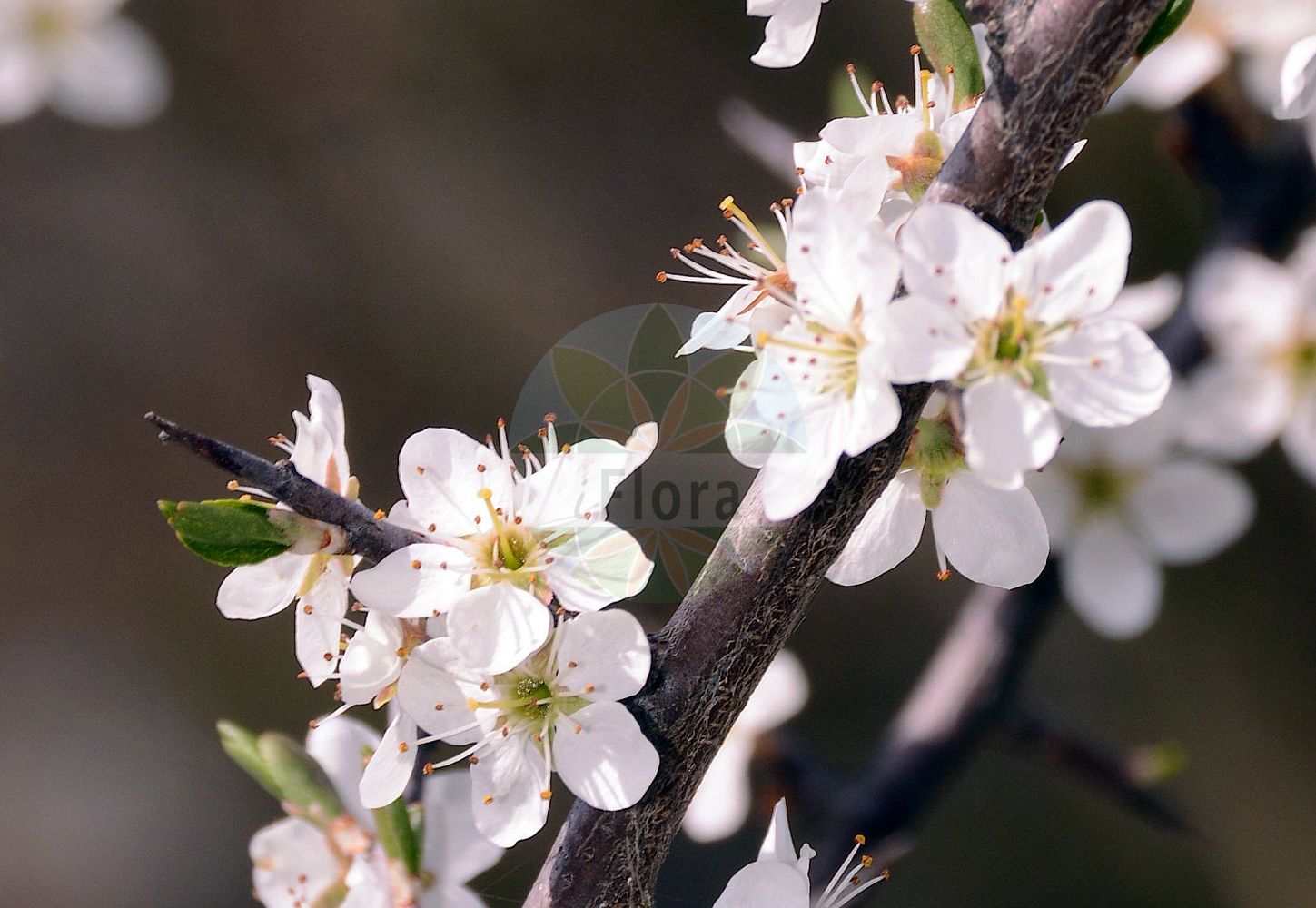 Foto von Prunus fruticans (Hafer-Schlehe - Damson). Das Foto wurde in Mainz, Rheinland-Pfalz, Deutschland aufgenommen. ---- Photo of Prunus fruticans (Hafer-Schlehe - Damson). The picture was taken in Mainz, Rhineland-Palatinate, Germany.(Prunus fruticans,Hafer-Schlehe,Damson,Prunus fruticans,Hafer-Schlehe,Damson,Prunus,Kirsche,Plum,Rosaceae,Rosengewächse,Rose family)