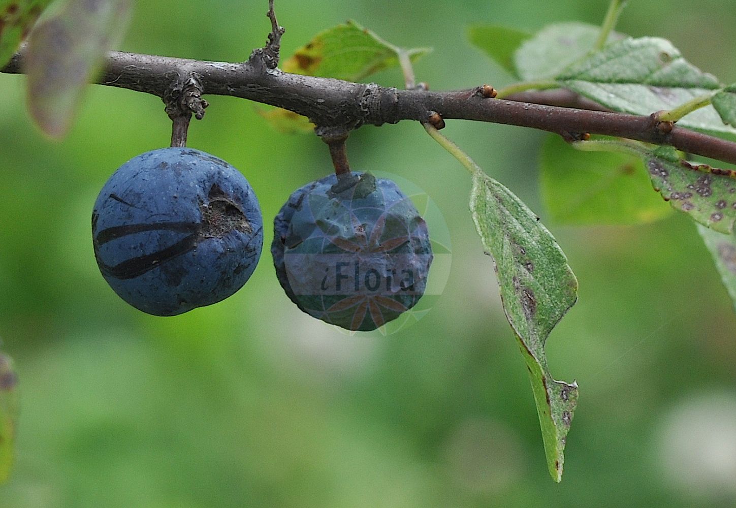 Foto von Prunus fruticans (Hafer-Schlehe - Damson). Das Foto wurde in Mainz, Rheinland-Pfalz, Deutschland aufgenommen. ---- Photo of Prunus fruticans (Hafer-Schlehe - Damson). The picture was taken in Mainz, Rhineland-Palatinate, Germany.(Prunus fruticans,Hafer-Schlehe,Damson,Prunus fruticans,Hafer-Schlehe,Damson,Prunus,Kirsche,Plum,Rosaceae,Rosengewächse,Rose family)