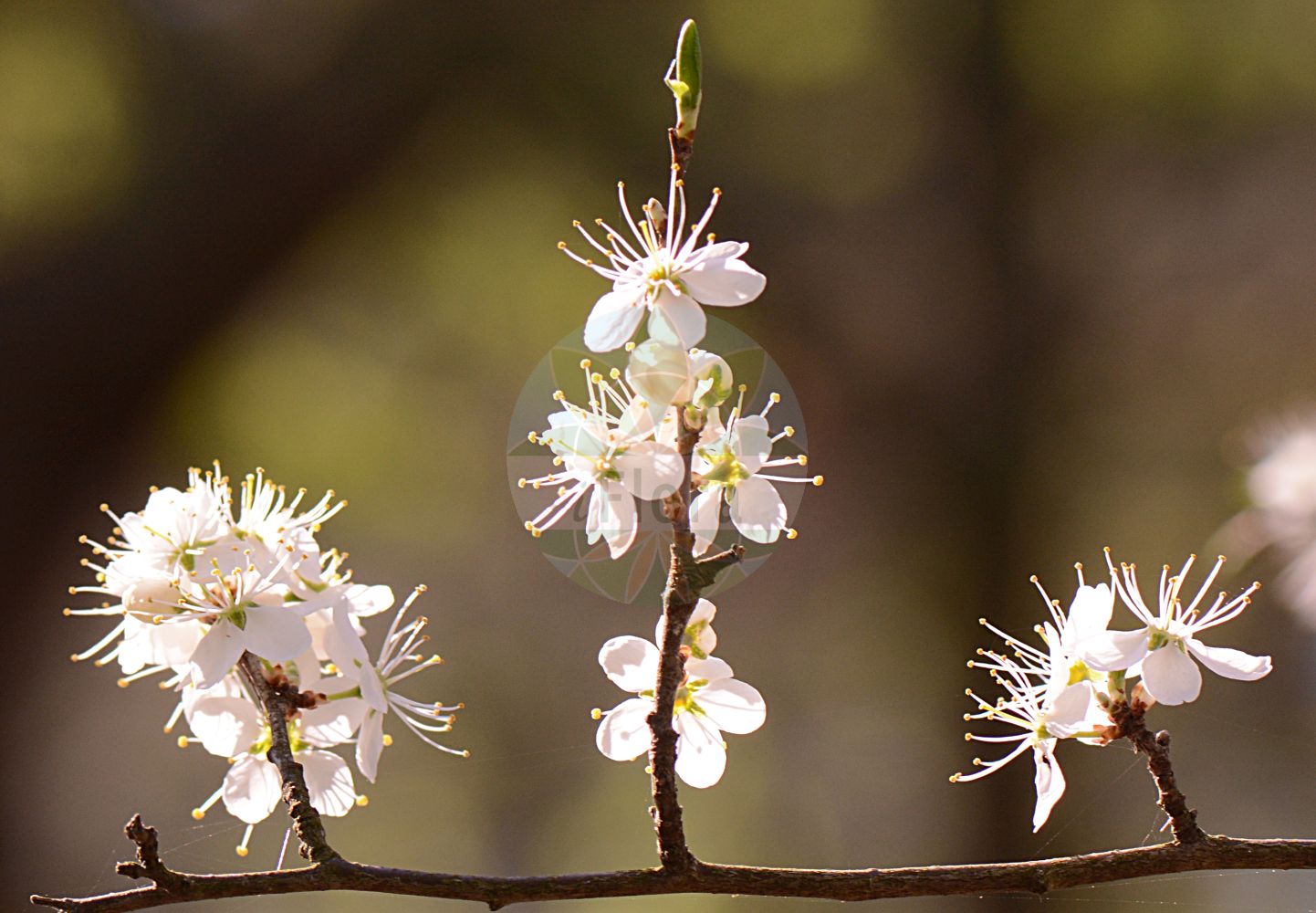 Foto von Prunus spinosa (Schlehe - Blackthorn). Das Foto wurde in Bochum, Nordrhein-Westfalen, Deutschland aufgenommen. ---- Photo of Prunus spinosa (Schlehe - Blackthorn). The picture was taken in Bochum, North Rhine-Westphalia, Germany.(Prunus spinosa,Schlehe,Blackthorn,Druparia spinosa,Prunus acacia,Prunus amygdaliformis,Prunus podolica,Prunus praecox,Prunus spinosa,Prunus subvillosa,Schlehe,Gewoehnliche Schlehe,Schlehdorn,Schwarzdorn,Blackthorn,Sloe,Prunus,Kirsche,Plum,Rosaceae,Rosengewächse,Rose family)