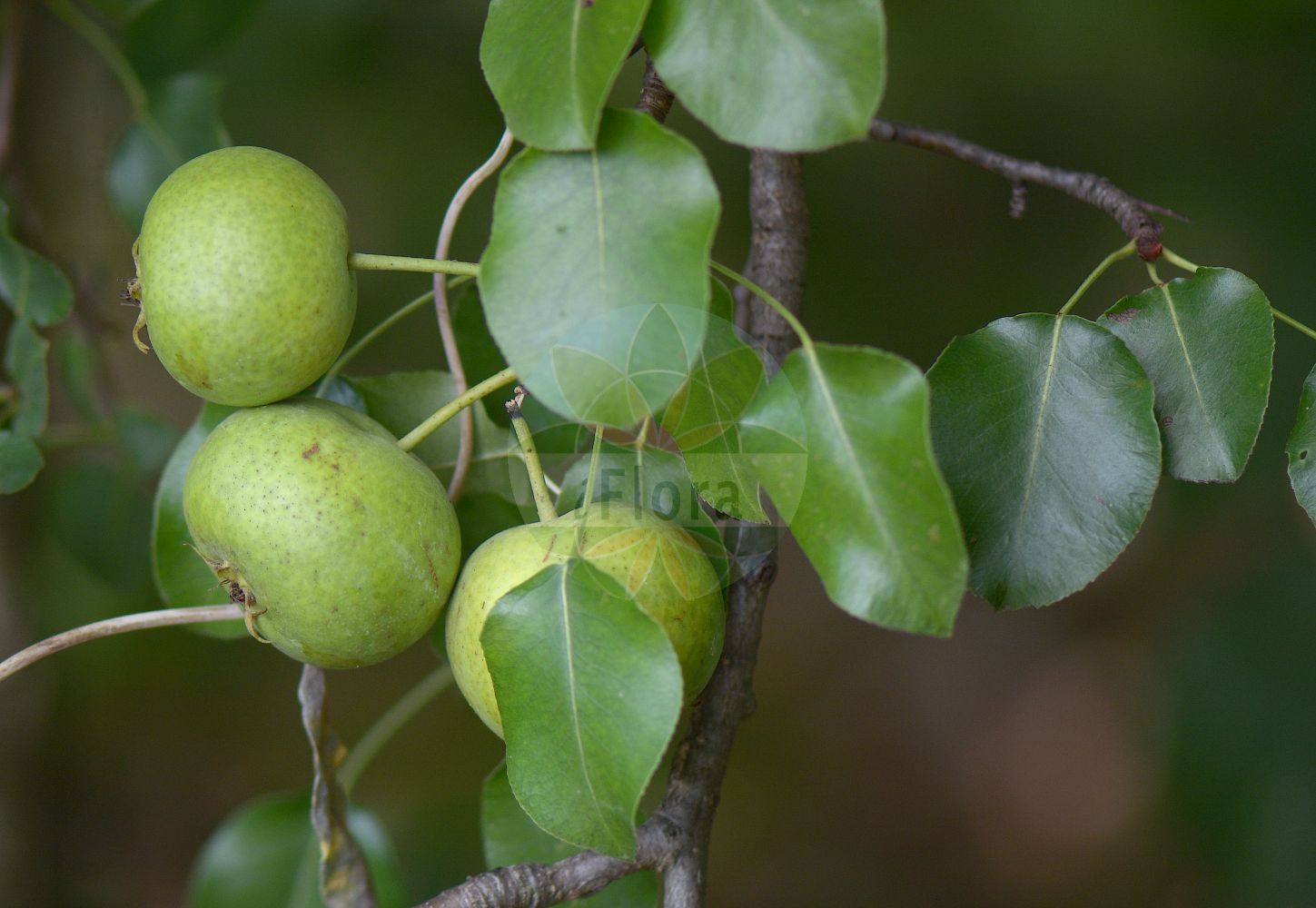 Foto von Pyrus communis subsp. pyraster (Wildbirne - Wild Pear). Das Foto wurde in Bonn, Nordrhein-Westfalen, Deutschland aufgenommen. ---- Photo of Pyrus communis subsp. pyraster (Wildbirne - Wild Pear). The picture was taken in Bonn, North Rhine-Westphalia, Germany.(Pyrus communis subsp. pyraster,Wildbirne,Wild Pear,Pyrus sylvester,Wildbirne,Holz-Birne,Wild Pear,European Wild Pear,Pyrus,Birne,Pear,Rosaceae,Rosengewächse,Rose family)