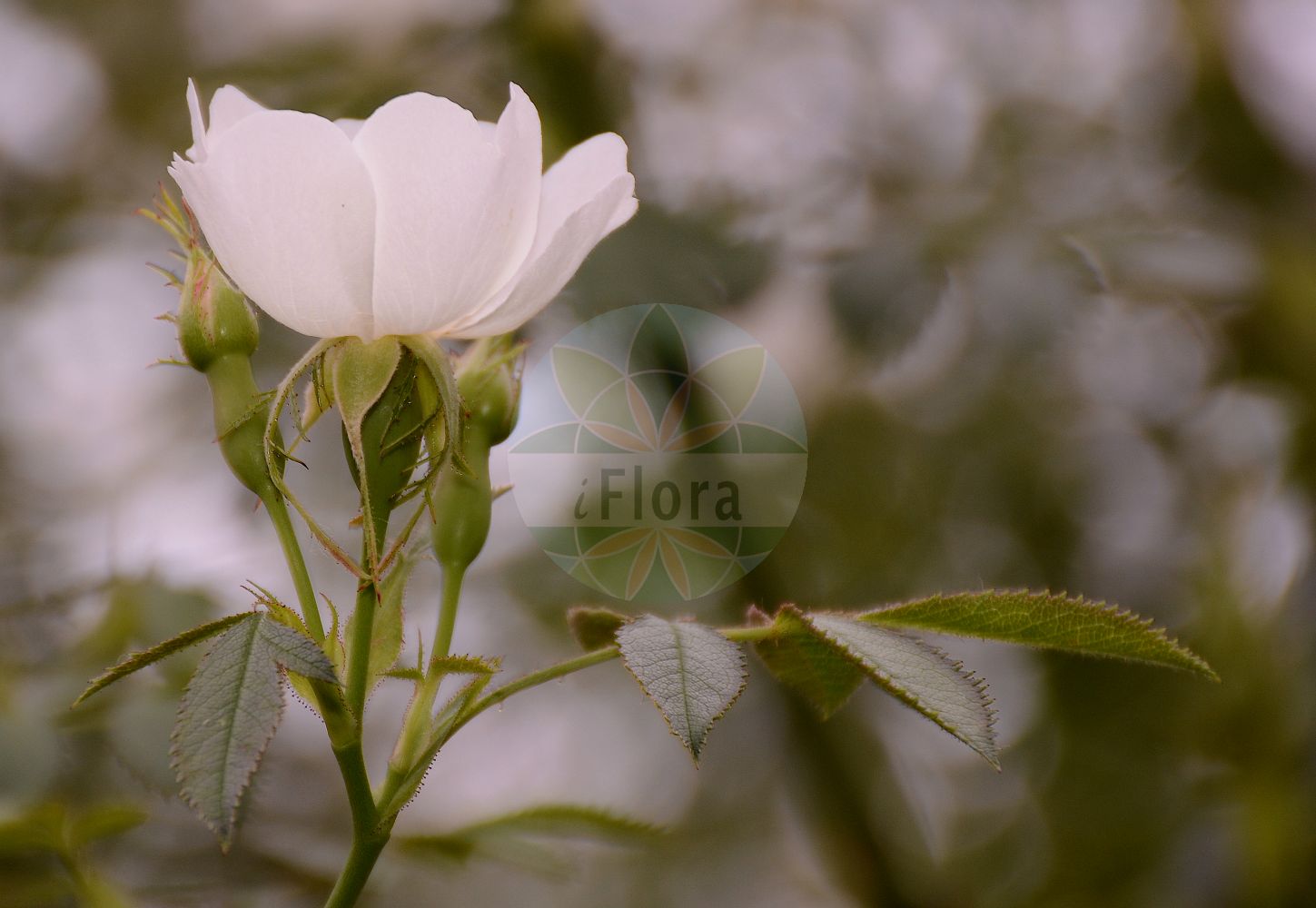 Foto von Rosa agrestis (Feld-Rose - Small-leaved Sweet-Briar). Das Foto wurde in Sangerhausen, Mansfeld-Südharz, Sachsen-Anhalt, Deutschland aufgenommen. ---- Photo of Rosa agrestis (Feld-Rose - Small-leaved Sweet-Briar). The picture was taken in Sangerhausen, Mansfeld-Suedharz, Saxony-Anhalt, Germany.(Rosa agrestis,Feld-Rose,Small-leaved Sweet-Briar,Chabertia sepium,Rosa abscondita,Rosa agrestis,Rosa albiflora,Rosa arvatica,Rosa beylei,Rosa bohemica,Rosa borhekiana,Rosa chionistrae,Rosa densiflora,Rosa denudata,Rosa druentica,Rosa elatior,Rosa floribunda,Rosa gizellae,Rosa haringiana,Rosa koslowskii,Rosa kostrakiewiczii,Rosa mentita,Rosa micranthoides,Rosa obversa,Rosa pseudosepium,Rosa pubescens,Rosa schlosseri,Rosa schulzei,Rosa semisepium,Rosa sepioides,Rosa spathulifolia,Rosa vinodora,Rosa virgultorum,Rosa vistulana,Feld-Rose,Small-leaved Sweet-Briar,Field Briar,Rosa,Rose,Rose,Rosaceae,Rosengewächse,Rose family)