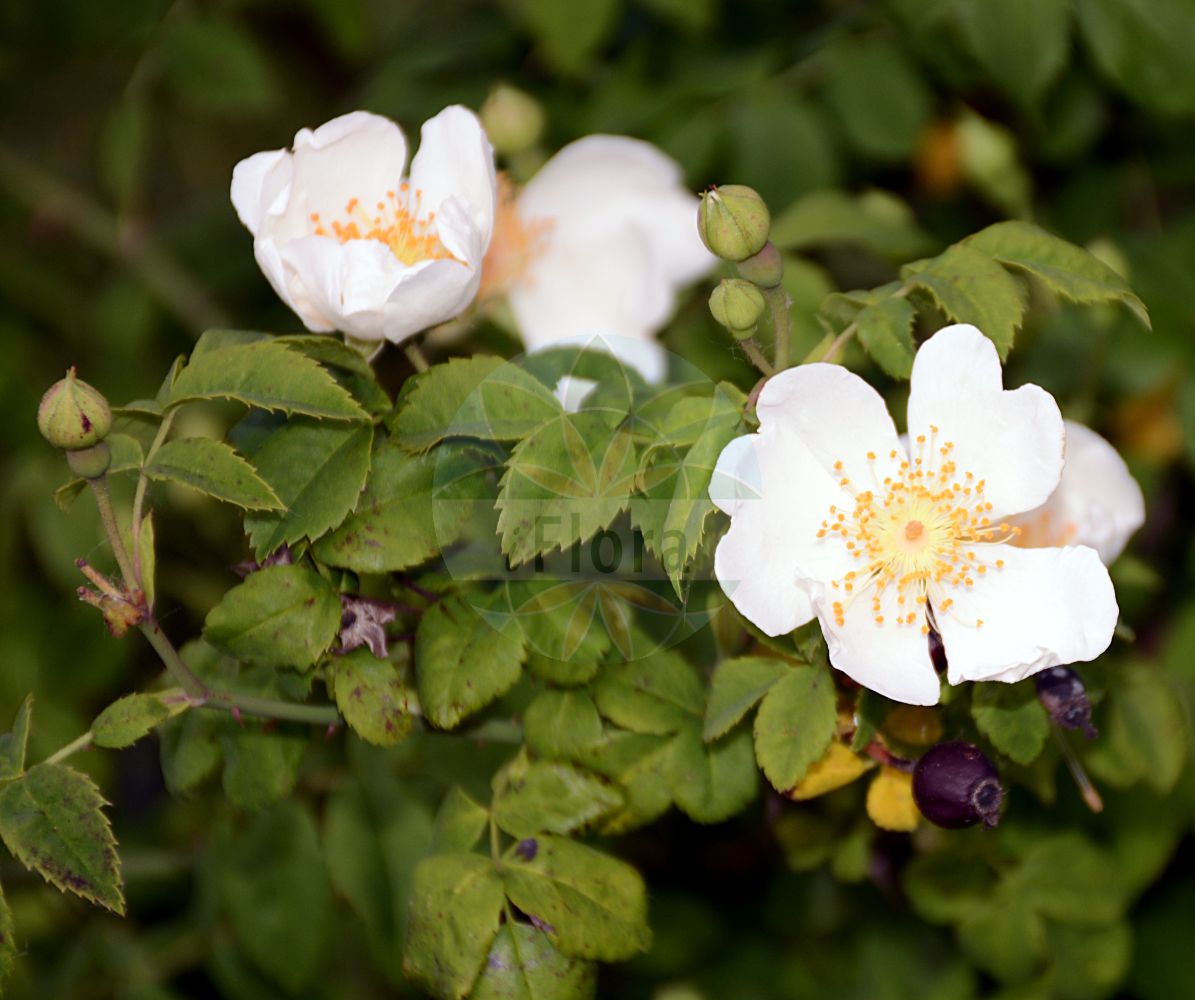Foto von Rosa arvensis (Kriechende Rose - Field-rose). Das Foto wurde in Sangerhausen, Mansfeld-Südharz, Sachsen-Anhalt, Deutschland aufgenommen. ---- Photo of Rosa arvensis (Kriechende Rose - Field-rose). The picture was taken in Sangerhausen, Mansfeld-Suedharz, Saxony-Anhalt, Germany.(Rosa arvensis,Kriechende Rose,Field-rose,Ripartia repens,Rosa arvensis,Rosa baldensis,Rosa brippii,Rosa capreolata,Rosa commiserata,Rosa erronea,Rosa fastigiata,Rosa halleri,Rosa herporhodon,Rosa ovata,Rosa phalacropoda,Rosa reptans,Rosa seperina,Rosa serpens,Rosa sylvestris,Kriechende Rose,Kriech-Rose,Wald-Rose,Field-rose,Ayrshire Rose,Trailing Rose,Rosa,Rose,Rose,Rosaceae,Rosengewächse,Rose family)