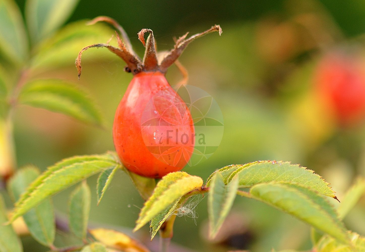 Foto von Rosa inodora (Duftarme Rose - Scentless Rose). ---- Photo of Rosa inodora (Duftarme Rose - Scentless Rose).(Rosa inodora,Duftarme Rose,Scentless Rose,Rosa aspera,Rosa berdaui,Rosa bernardii,Rosa billetii,Rosa boullui,Rosa bouvieri,Rosa briacensis,Rosa cheriensis,Rosa cornazii,Rosa cymosa,Rosa elliptica,Rosa graveolens,Rosa inodora,Rosa jordanii,Rosa laevipes,Rosa lugdunensis,Rosa popekii,Rosa pseudograveolens,Rosa rothomagensis,Rosa sauteri,Rosa scopulorum,Rosa szaboi,Rosa viscaria subsp. elliptica,Duftarme Rose,Scentless Rose,Rosa,Rose,Rose,Rosaceae,Rosengewächse,Rose family)