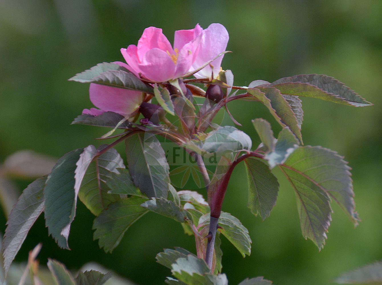 Foto von Rosa glauca (Rotblättrige Rose - Red-leaved Rose). Das Foto wurde in Uppsala, Schweden aufgenommen. ---- Photo of Rosa glauca (Rotblättrige Rose - Red-leaved Rose). The picture was taken in Uppsala, Sweden.(Rosa glauca,Rotblättrige Rose,Red-leaved Rose,Rosa glaucescens,Rosa gutensteinensis,Rosa ilseana,Rosa livida,Rosa lurida,Rosa rubicunda,Rosa rubrifolia,Rosa glauca,Rotblaettrige Rose,Bereifte Rose,Hecht-Rose,Rotblatt-Rose,Red-leaved Rose,Glaucous Dog Rose,Glaucous Northern Dog Rose,Whitish-stemmed Briar,Rosa,Rose,Rose,Rosaceae,Rosengewächse,Rose family)