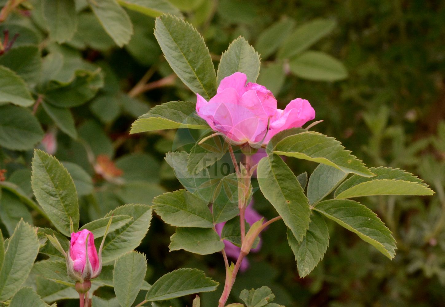 Foto von Rosa majalis (Zimt-Rose - Cinnamon Rose). Das Foto wurde in München, Bayern, Deutschland aufgenommen. ---- Photo of Rosa majalis (Zimt-Rose - Cinnamon Rose). The picture was taken in Munich, Bavaria, Germany.(Rosa majalis,Zimt-Rose,Cinnamon Rose,Rosa balloniana,Rosa collincola,Rosa fischeriana,Rosa foecundissima,Rosa fraxinifolia,Rosa granulosa,Rosa majalis,Rosa microphylla,Rosa pavlovii,Rosa willdenowii,Zimt-Rose,Mai-Rose,Cinnamon Rose,Double Cinnamon Rose,Rosa,Rose,Rose,Rosaceae,Rosengewächse,Rose family)